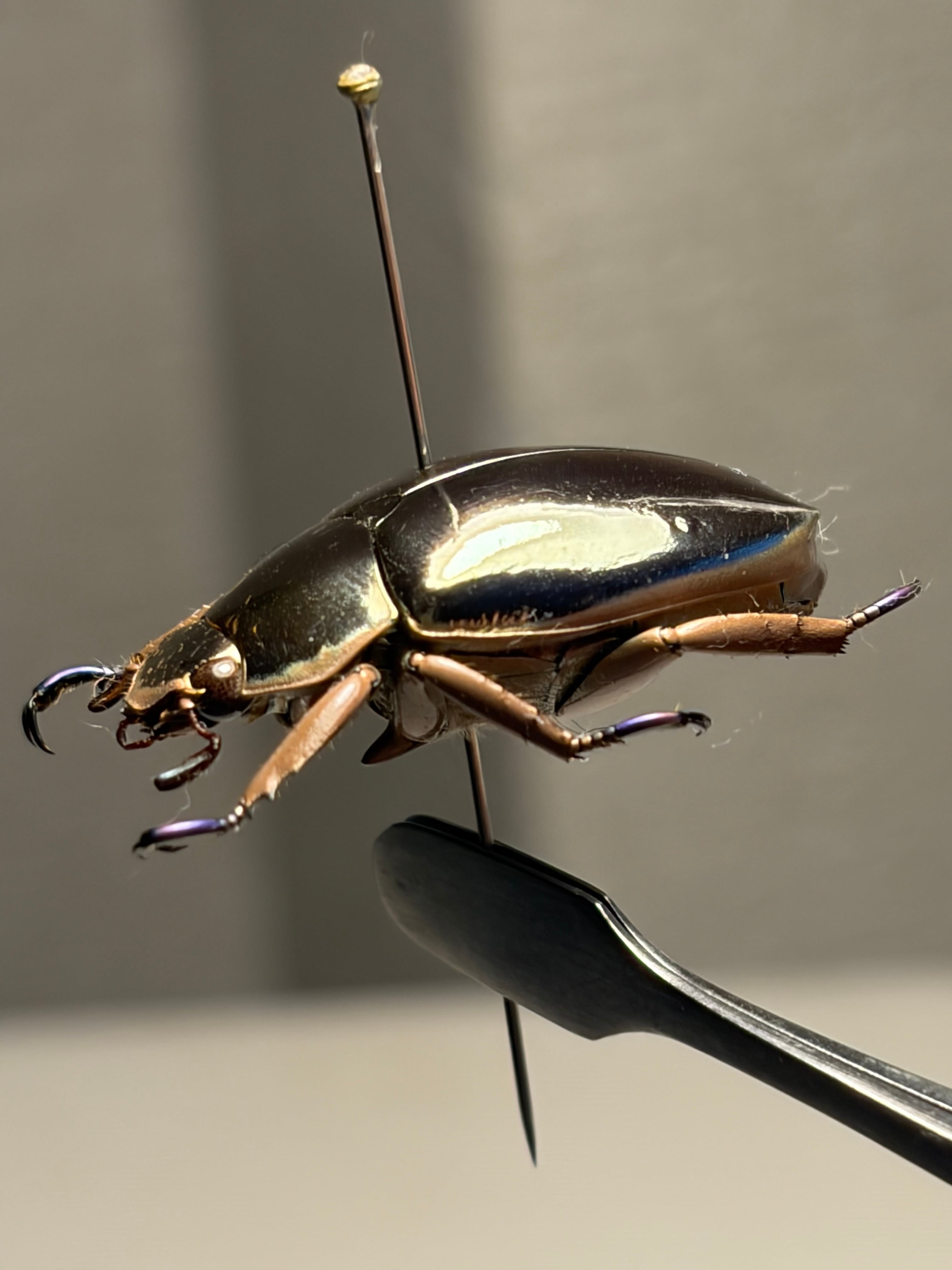 極美】鏡のように反射するリンバータプラチナコガネ ウグイスコガネ