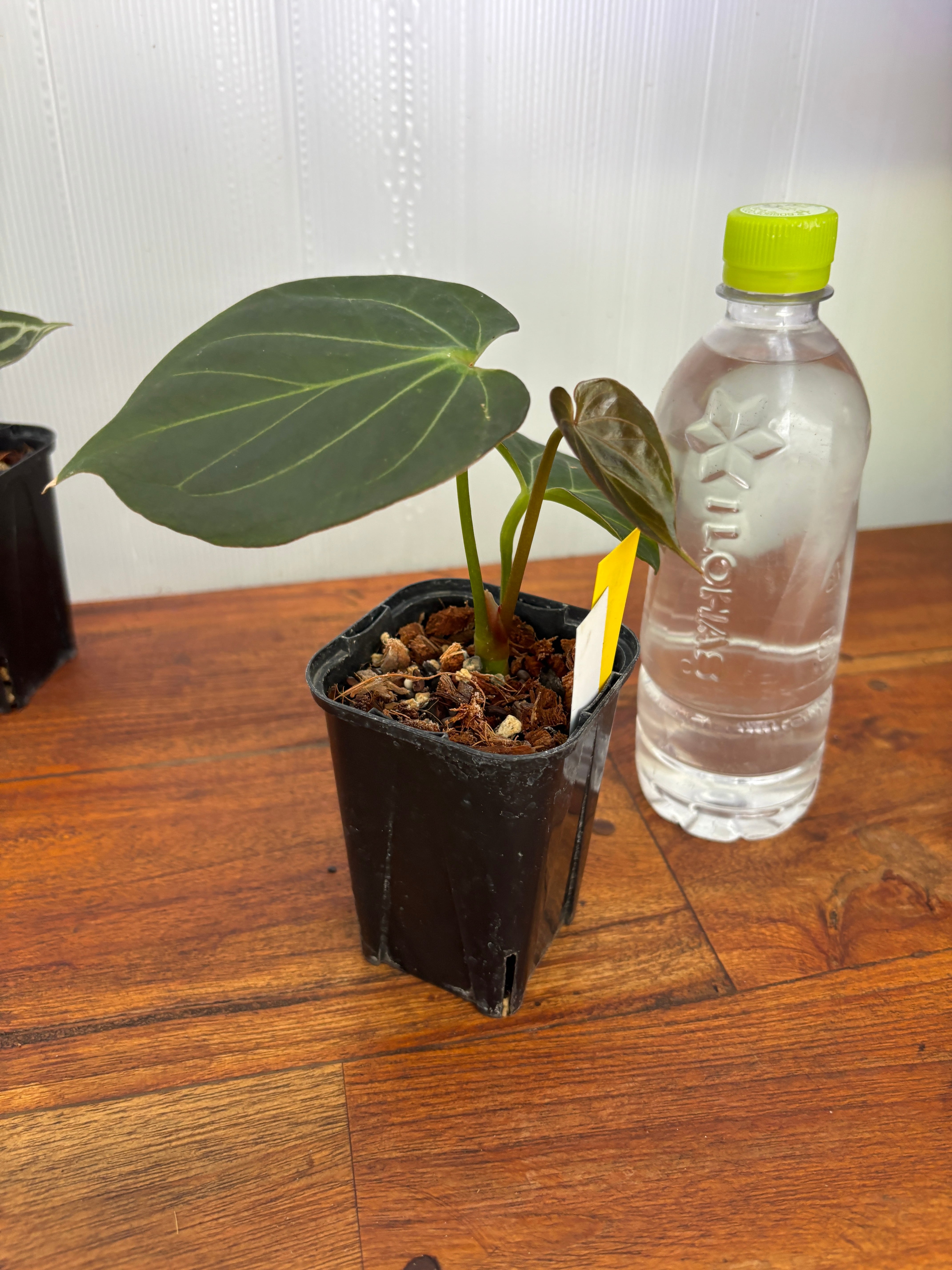 Anthurium | BALI-AN 園芸
