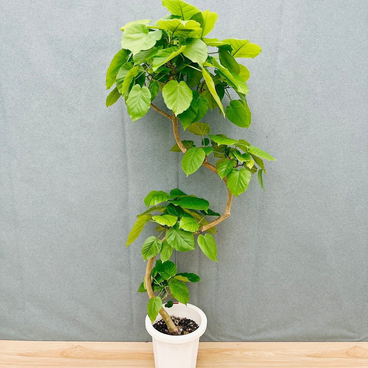現品］60番 フィカス エラスティカ ソフィア 曲がり 8号 観葉植物 室内