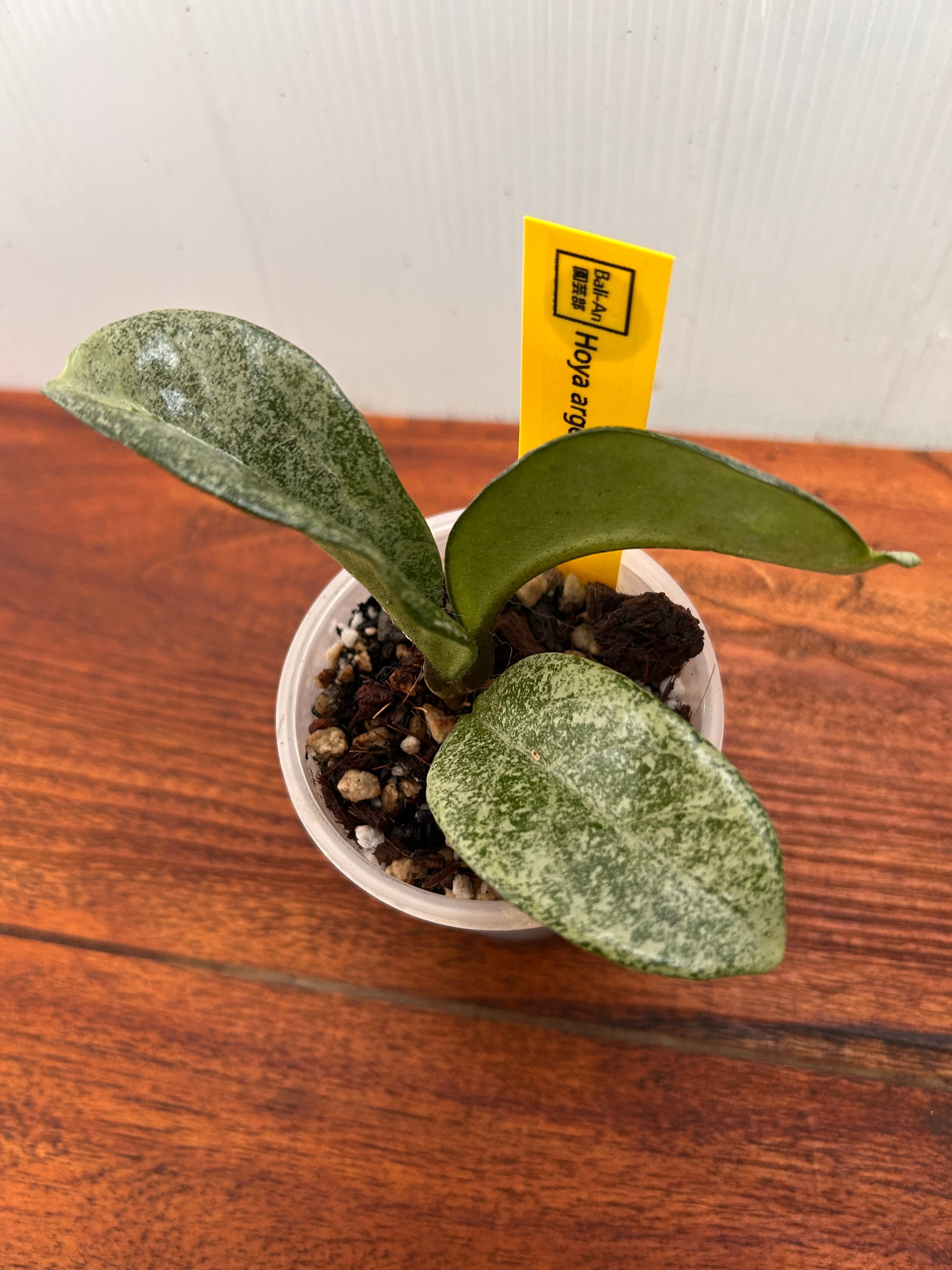 Hoya | BALI-AN 園芸