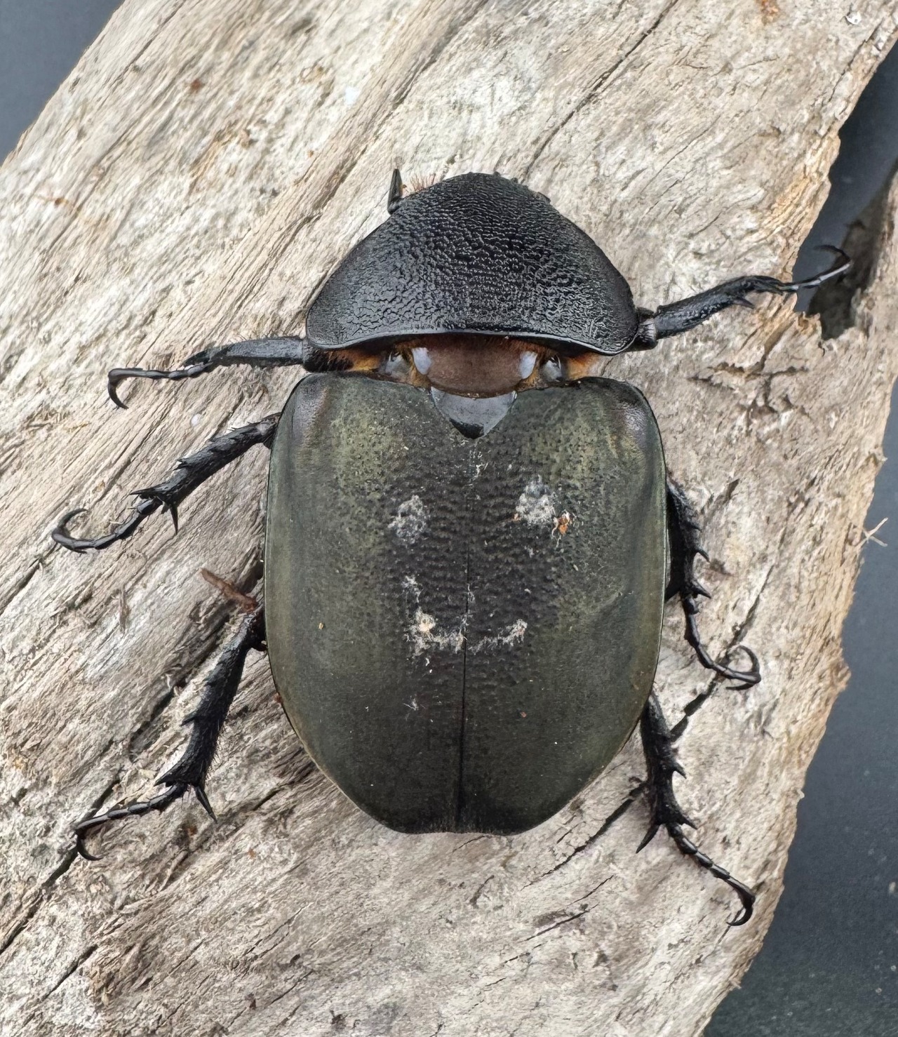 【WD】《ミンダナオアトラスオオカブト キダパワン産 94.5mm ペア》