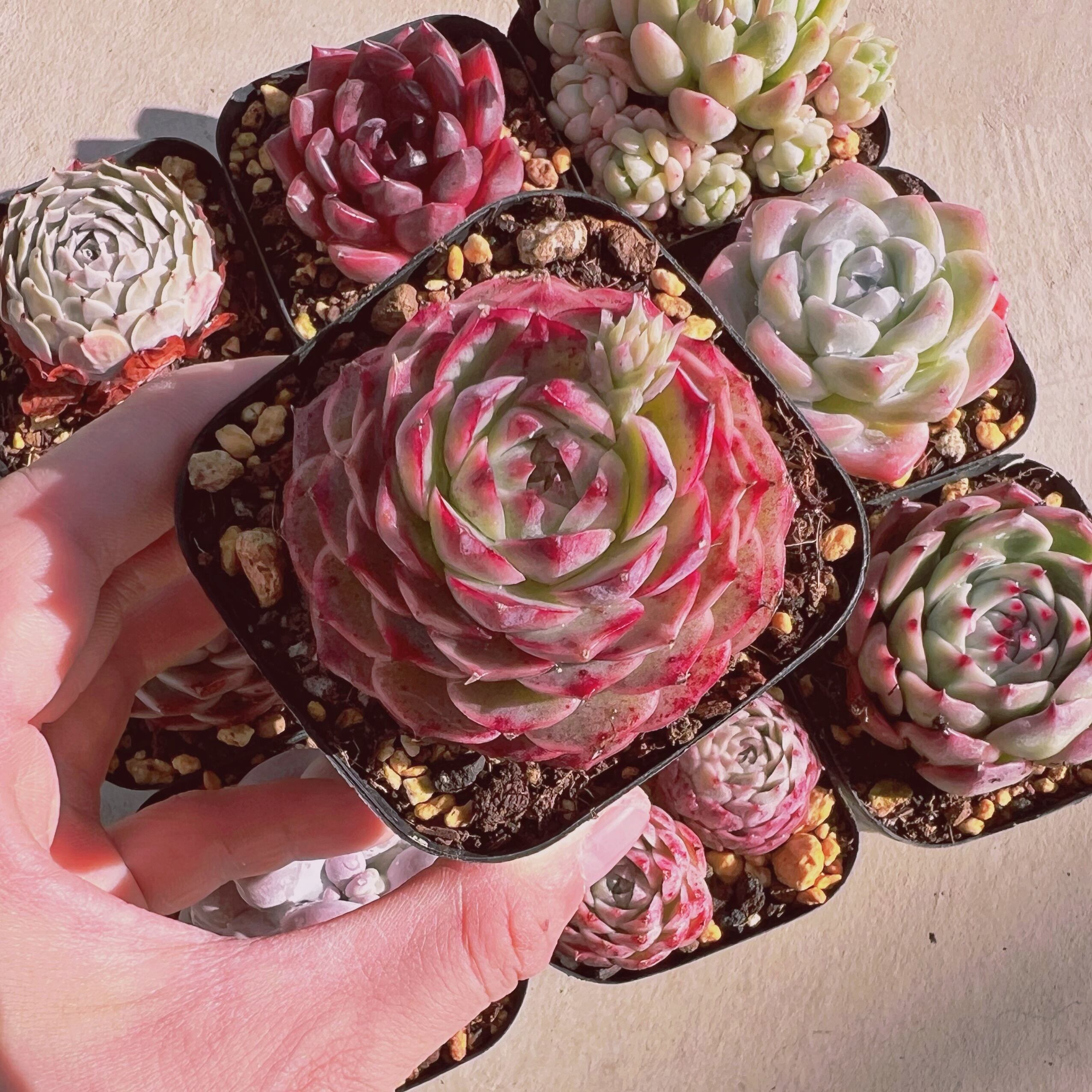 セット001(1月26日base販売会)