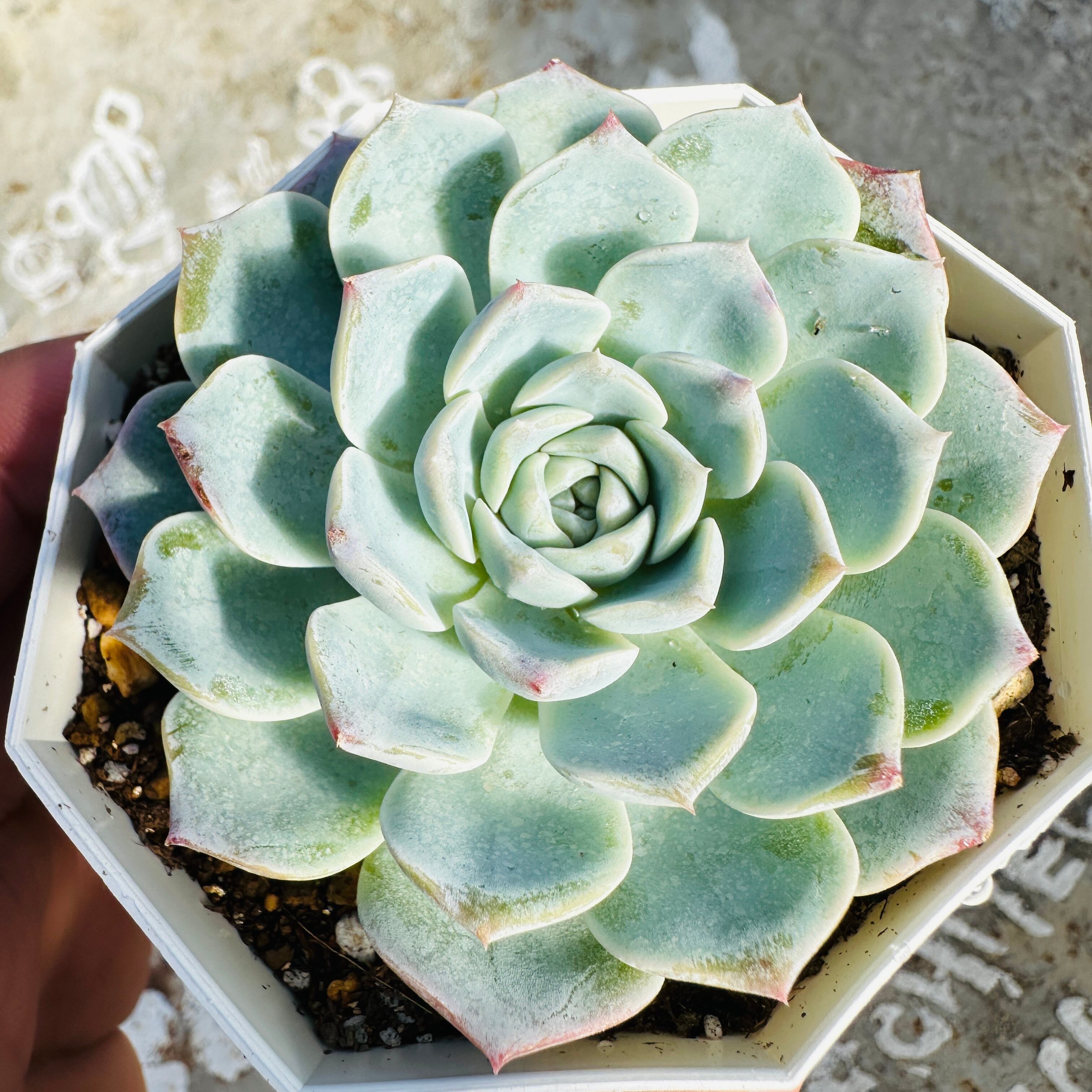 多肉植物 TOMOZOUEN