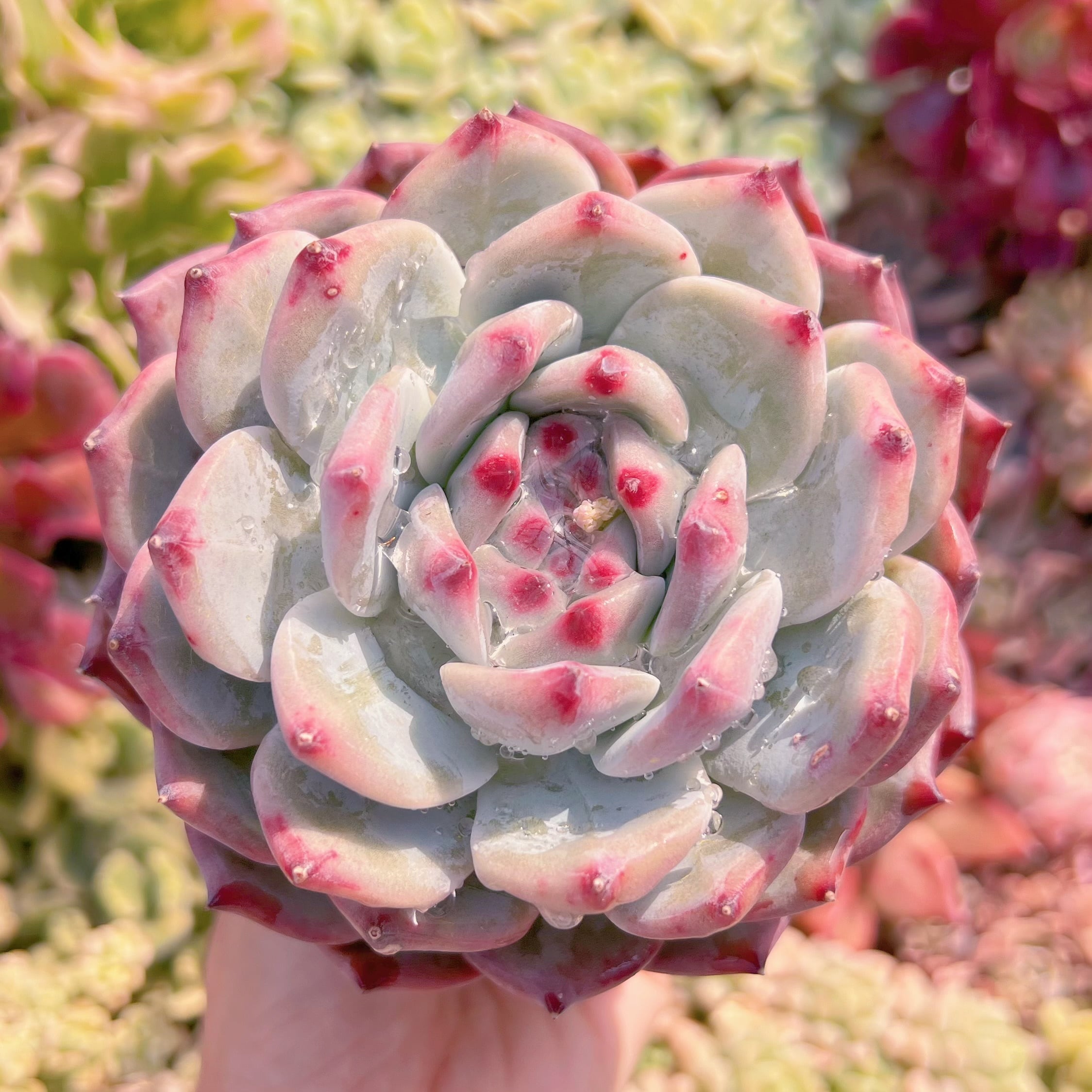 現品　ダイヤモンドコロラータ#55　大苗　るる農園