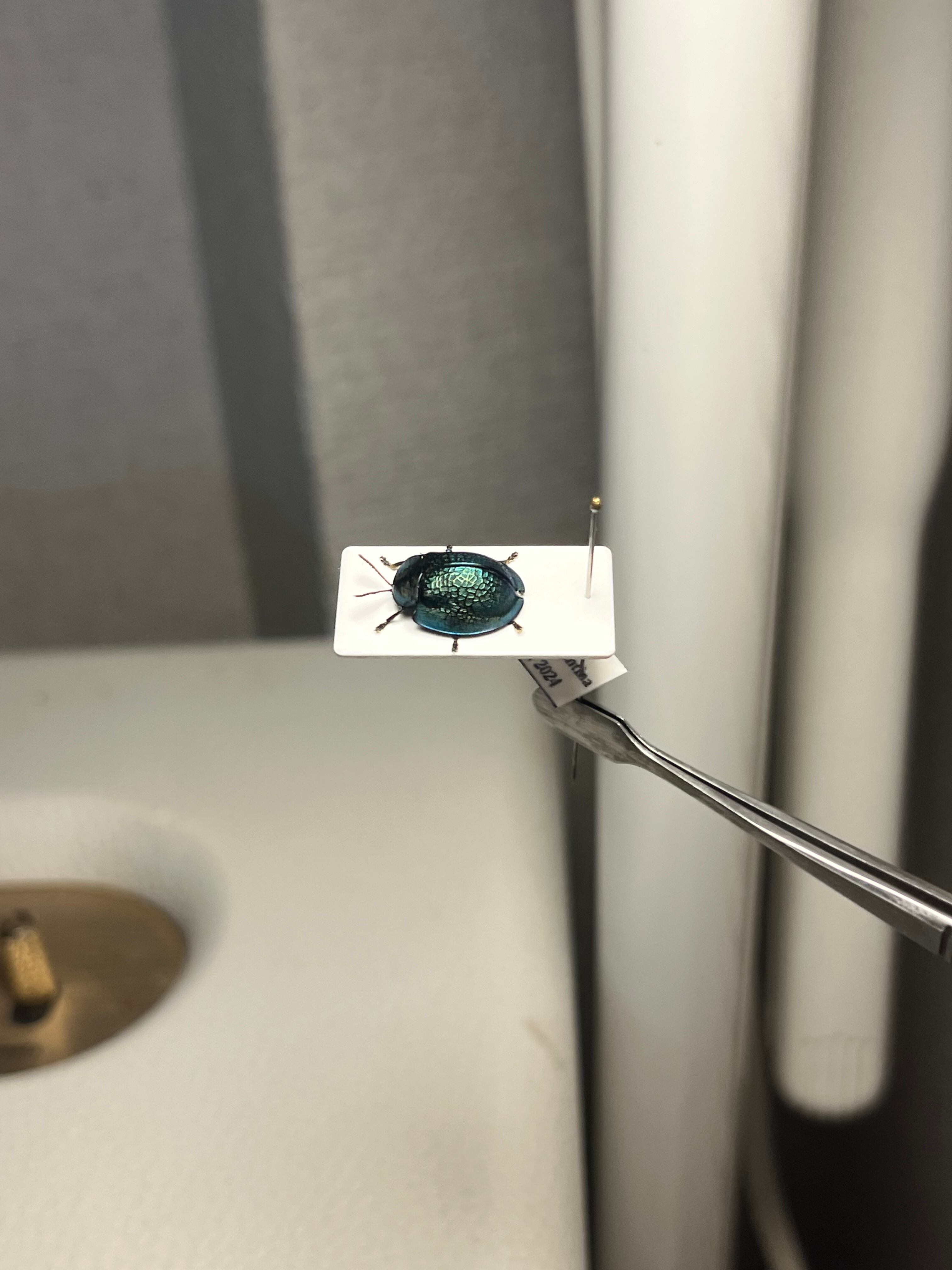 ブローチハムシ 甲虫タマムシスハンダエコガネムシオサムシカメムシ