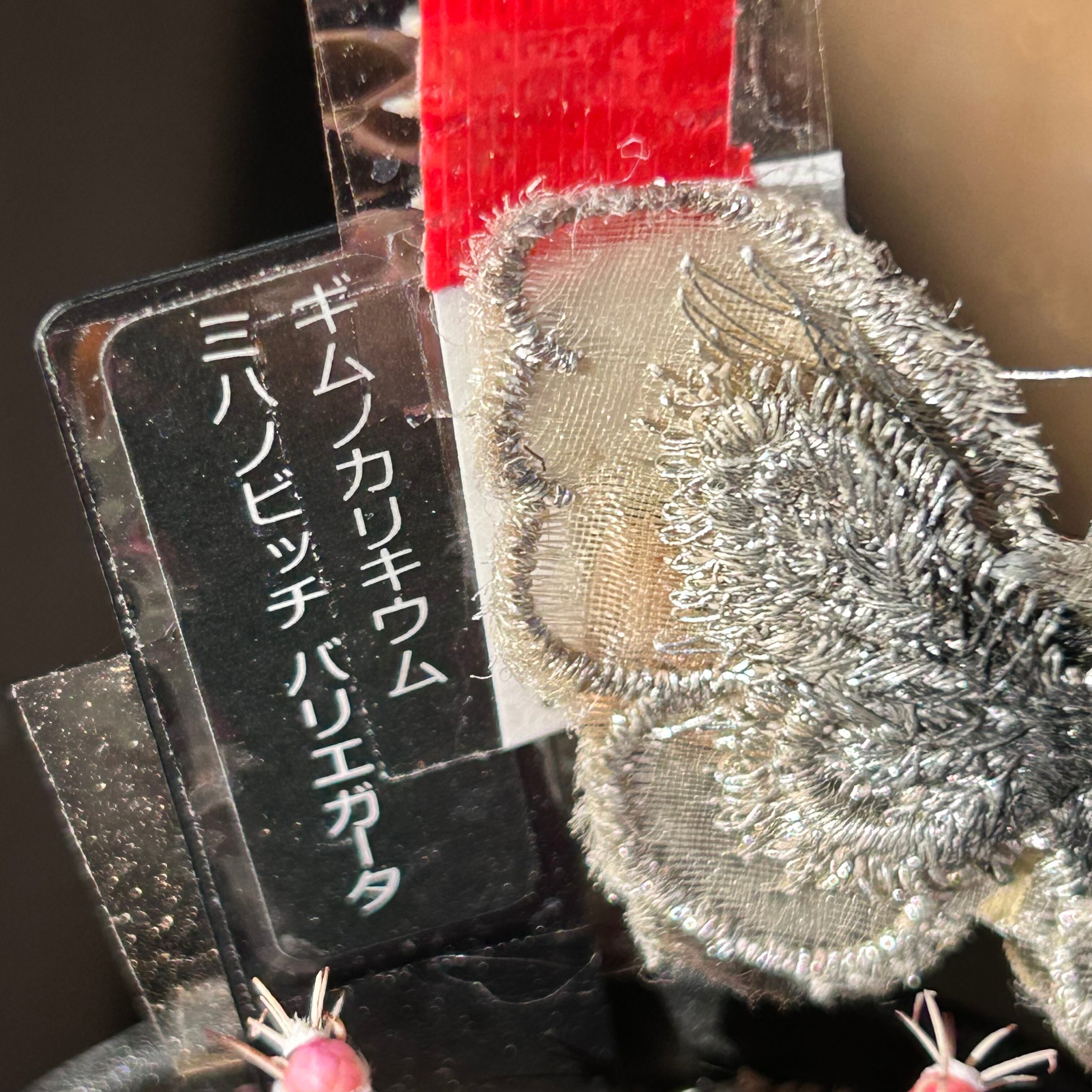 ASギムノカリキウムミハノビッチID：Butterfly サボテン-サントリー