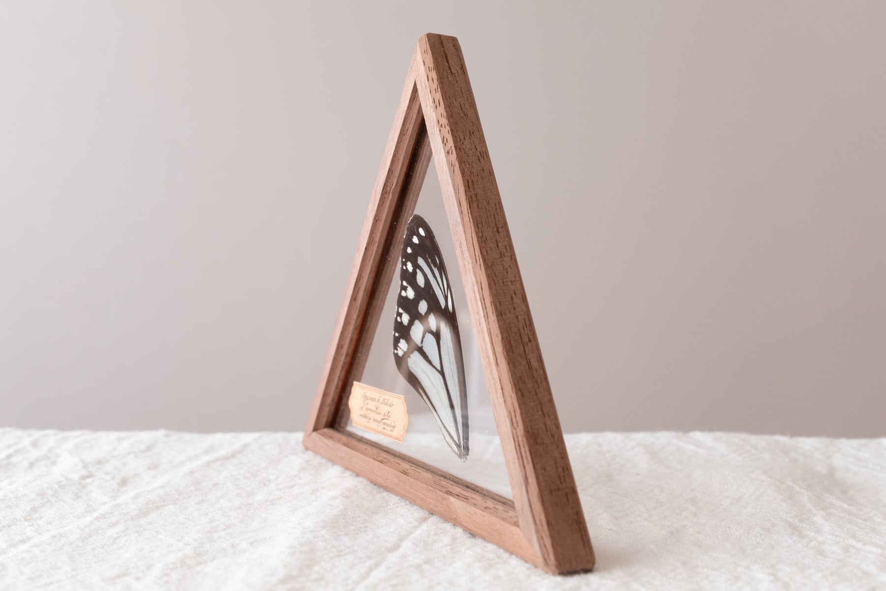 空中標本 大 -アサギマダラの翅 | ATELIER de MIOMORI｜アトリエ・ド