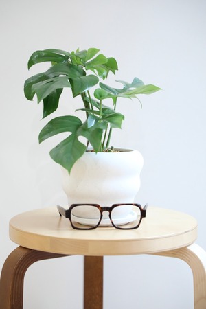 【S】ヒメモンステラ/Monstera