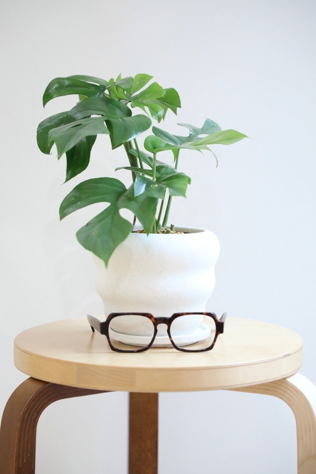 【S】ヒメモンステラ/Monstera