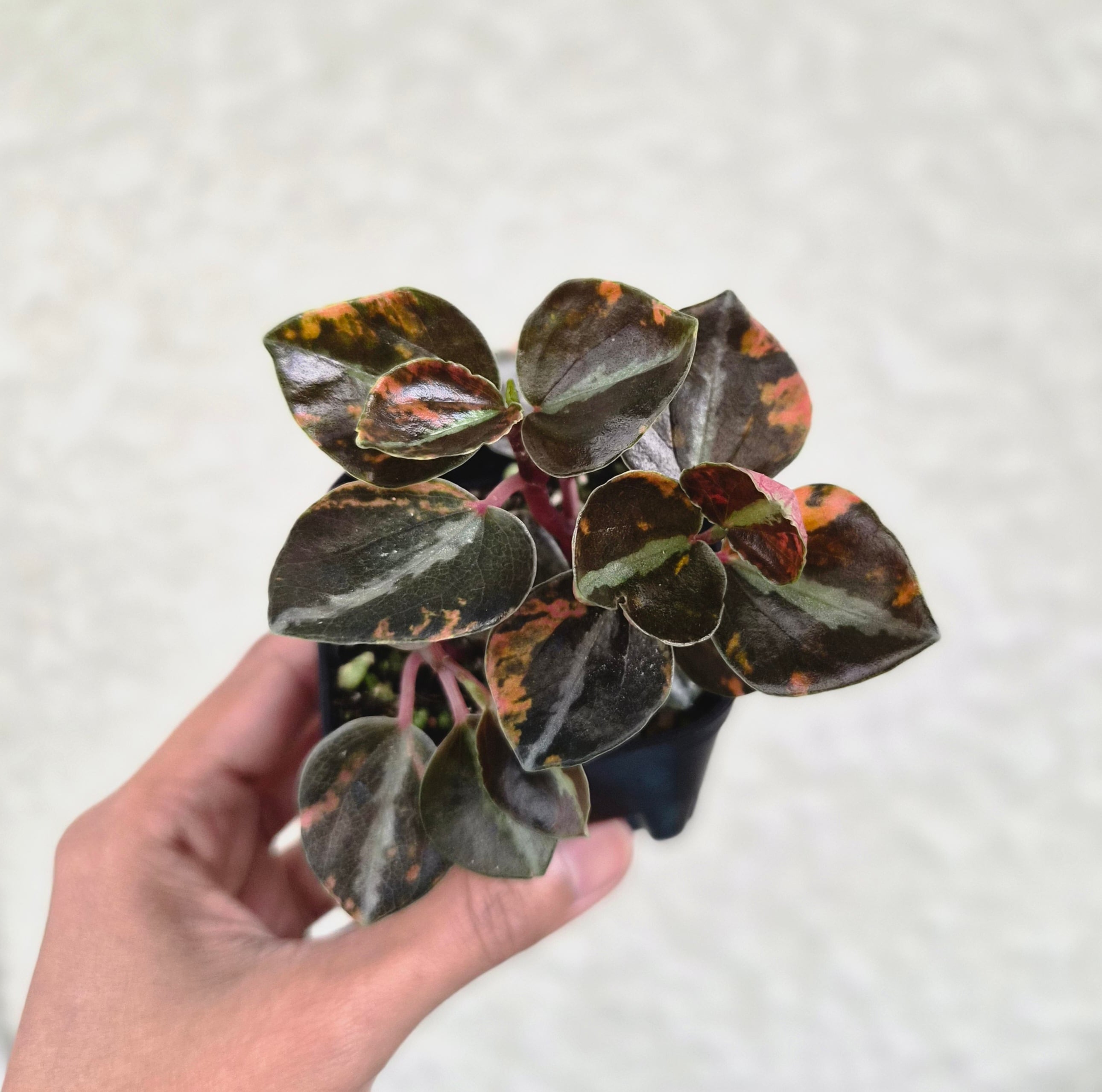 ①《Peperomia Metalica Orange Variegated》ペペロミア メタリカ オレンジ斑 観葉植物 /ポット発送