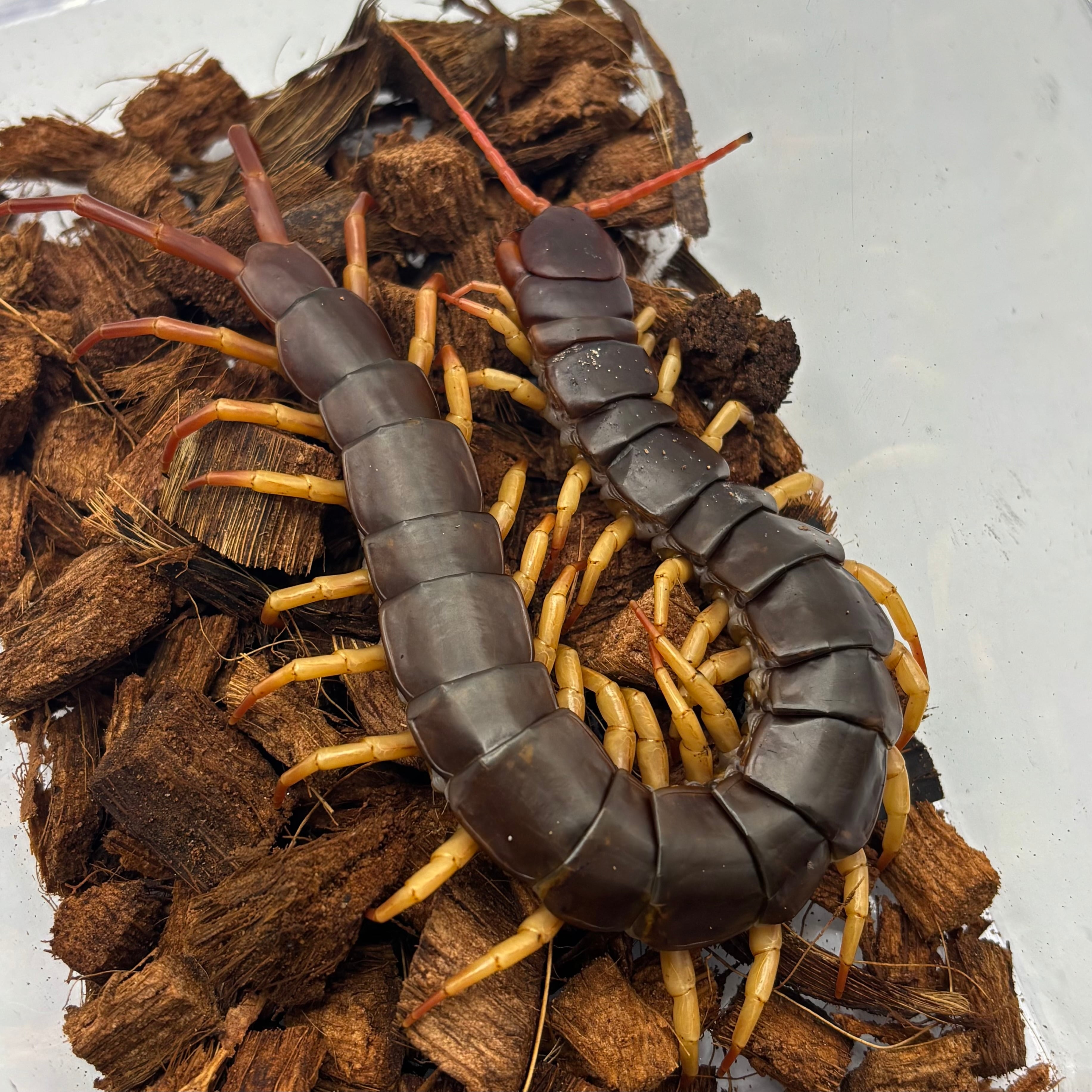 Psycho le Cému デカピック 入手困難 Psycho le Cému デカピック 入手困難