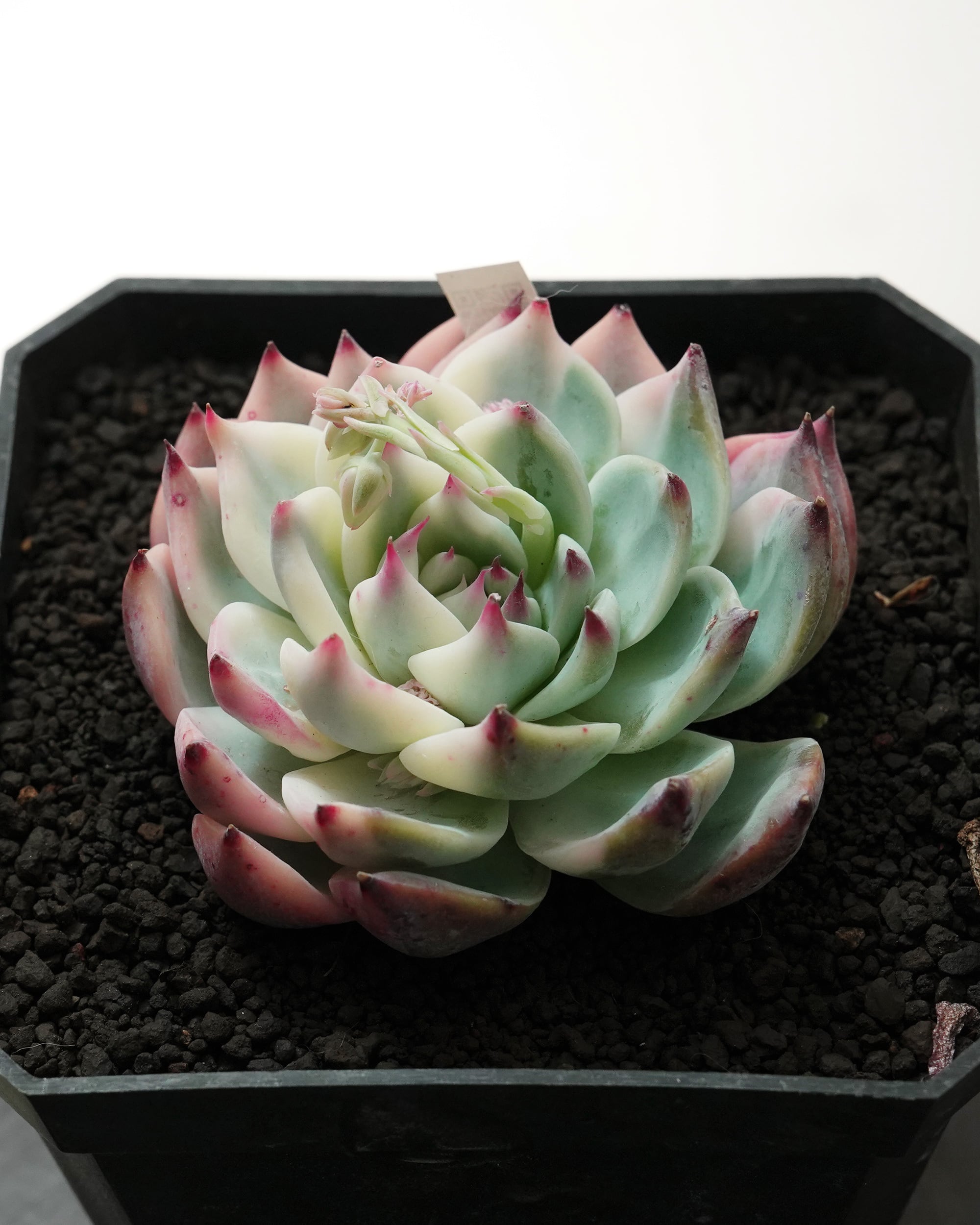 発根済カット苗 チワワエンシス錦 陰陽 Echeveria chihuahuaensis 'Yin