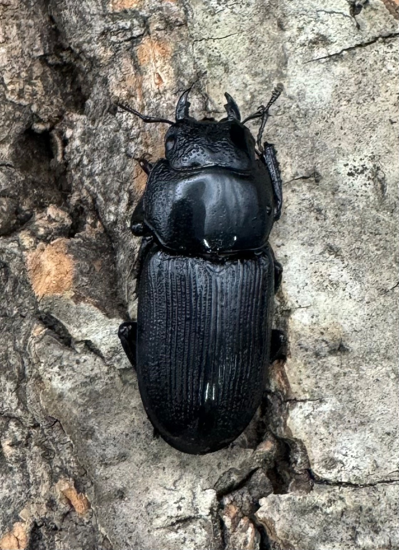 【WD】《ドルクス リンウェンシン 45mm ペア》