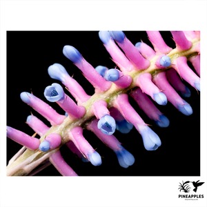 Aechmea gamosepal 'Lucky Stripe'