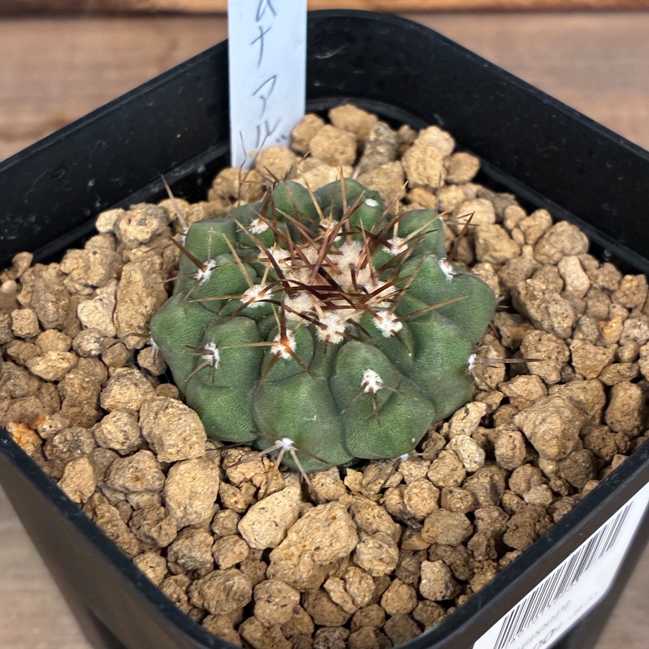 【Copiapoa】サボテン　コピアポア　コルムナアルバ　孤竜丸 実生【348】【再撮影】