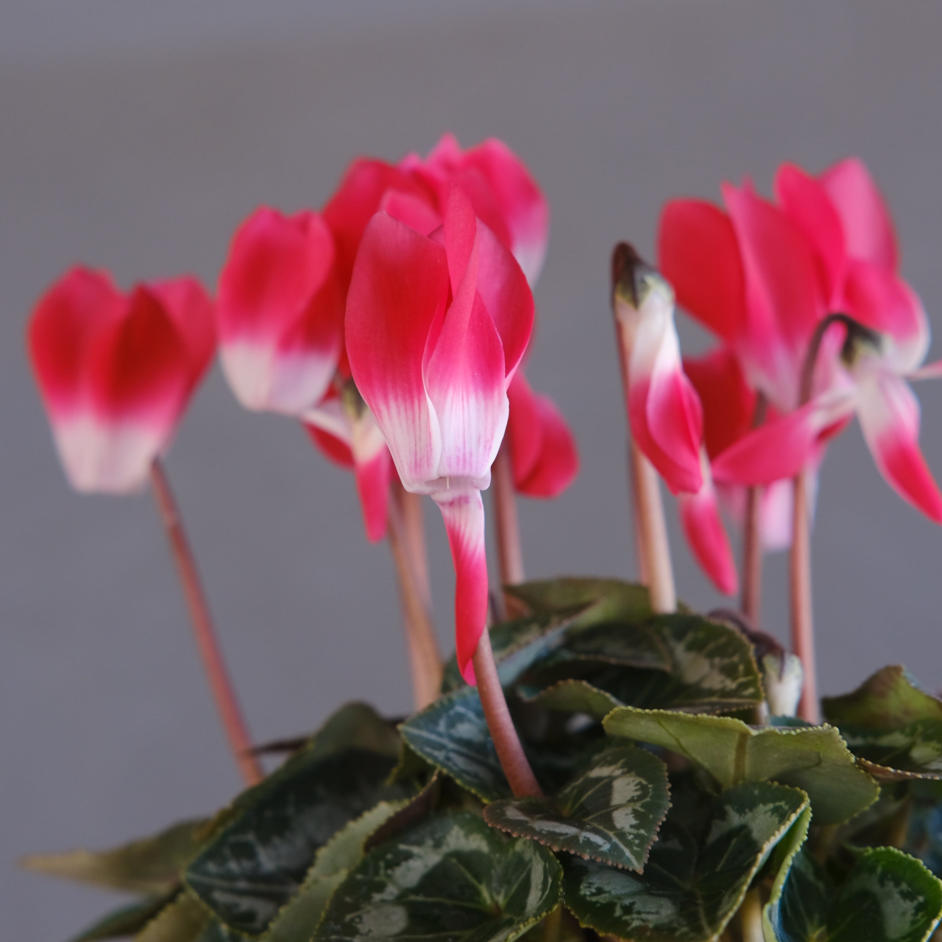 マニカラン　レッドフラワーファントム　全粒、虹入り マニカラン レッドフラワーファントム 全粒、虹入り