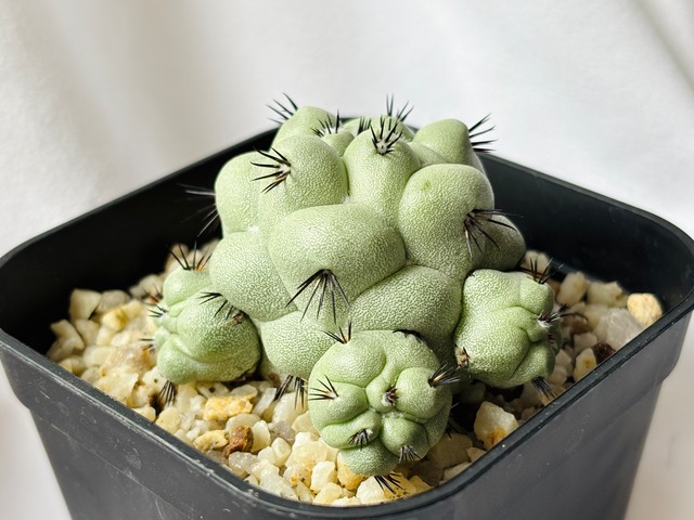 Ortegocactus macdougallii　オルテゴカクタス　マクドガリー　サボテン