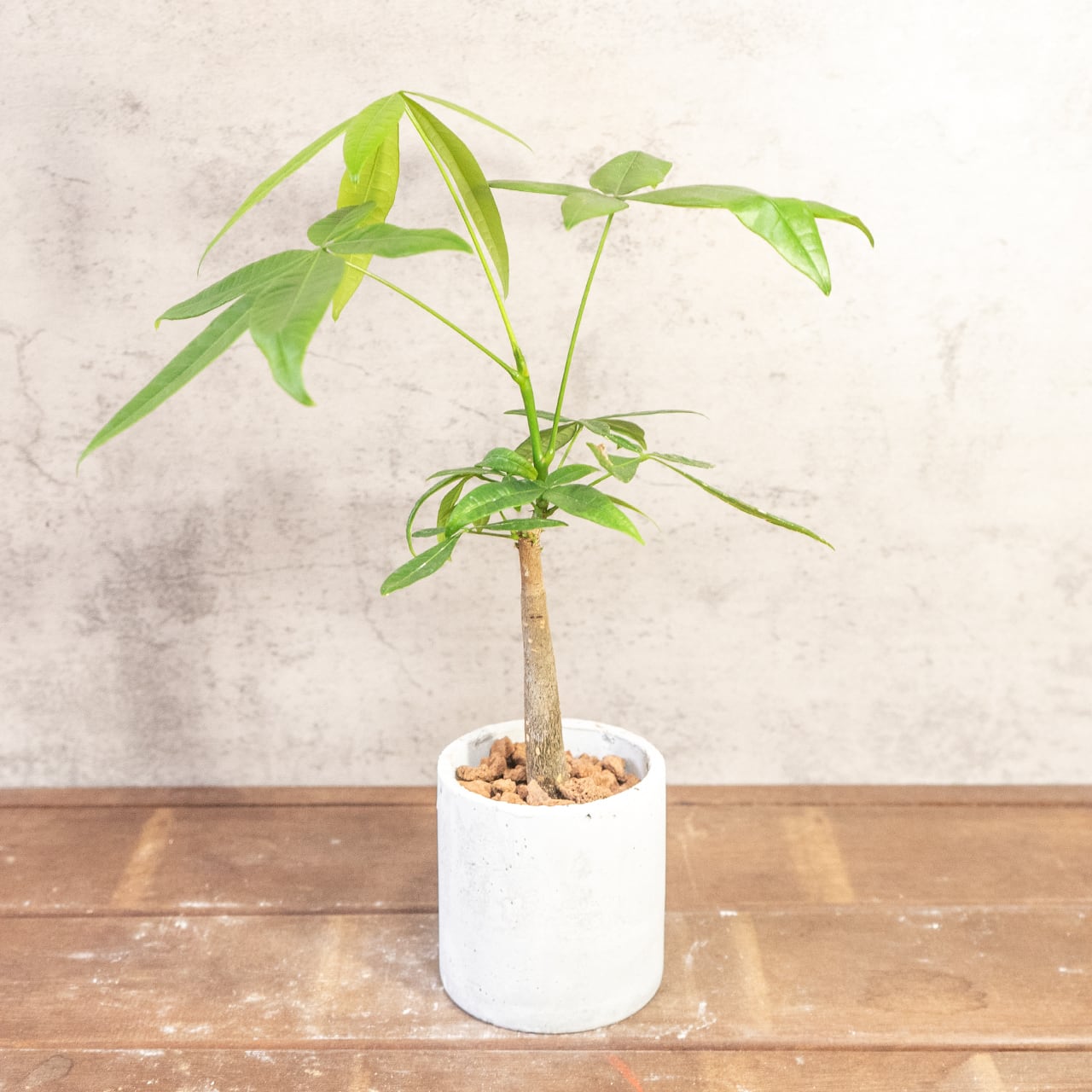 【瑞々しいグリーンの葉】涼しげで爽やかな透け感のある葉が美しいパキラ。一株ごとの厳選仕入れで選び抜いた、樹形の整った良型です／虫発生抑制／全国一律送料850円