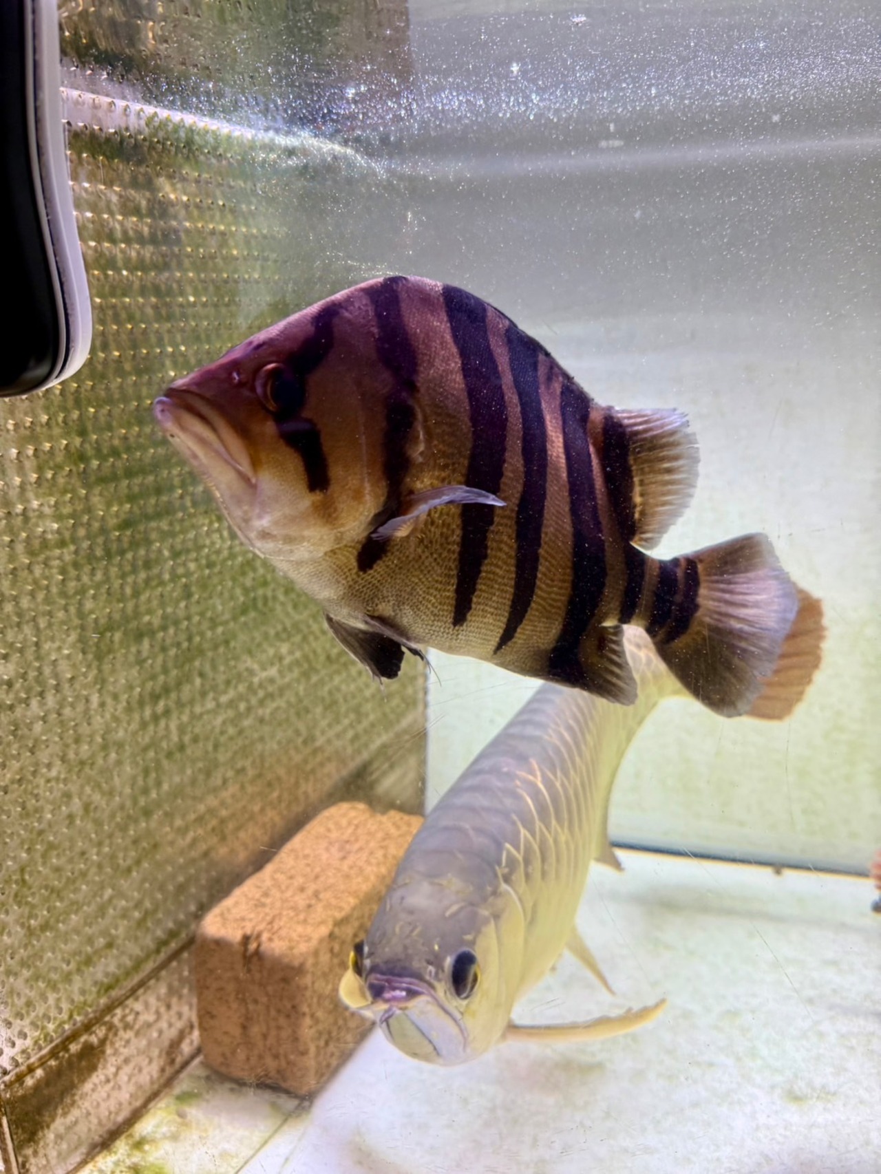 スマトラタイガー - 4