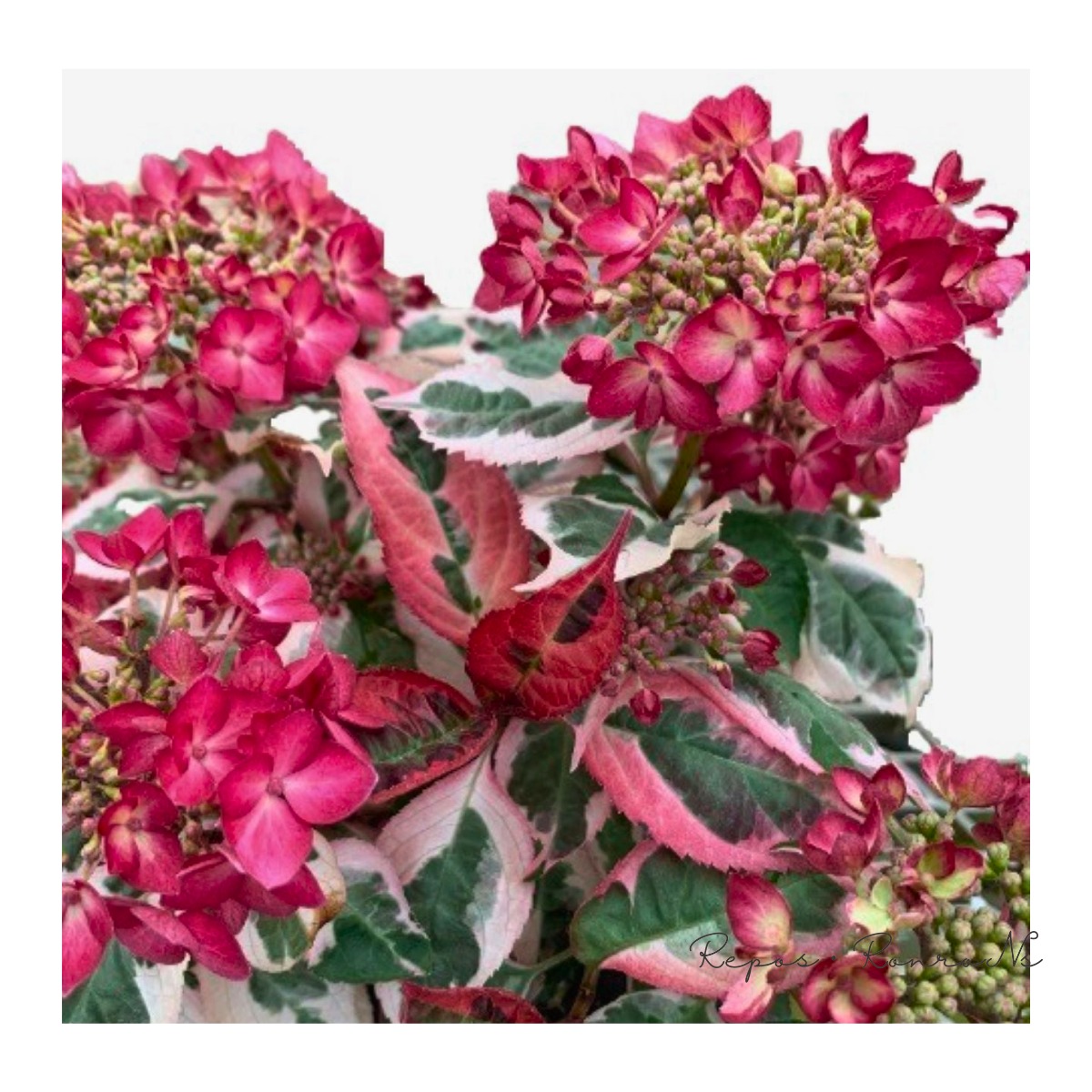 de869b3ae2b40486b55df433202e00