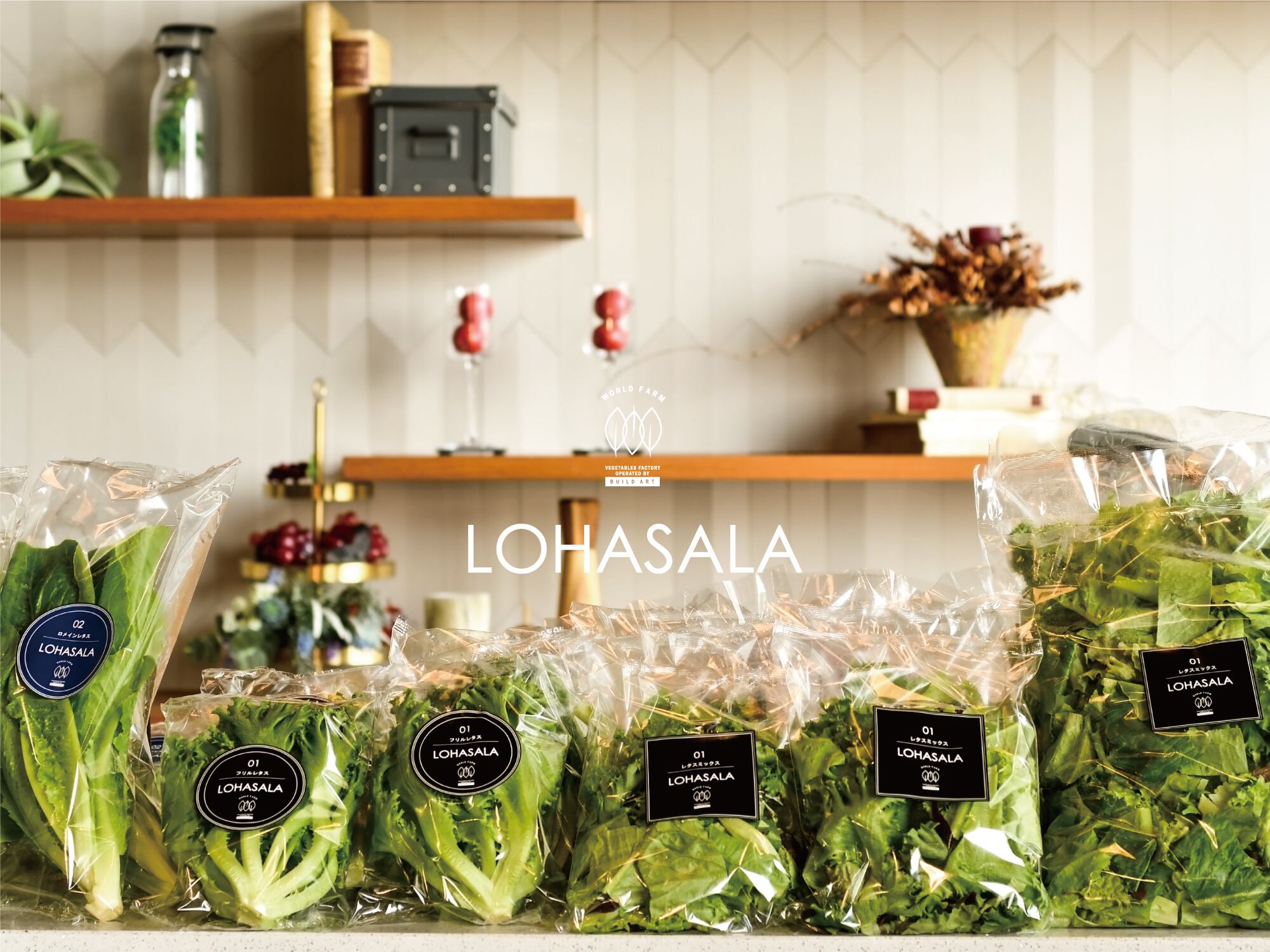Lohasala フリル ロメイン各3個セット 無洗led栽培野菜 農薬不使用工場栽培野菜 Lohasala ロハサラ