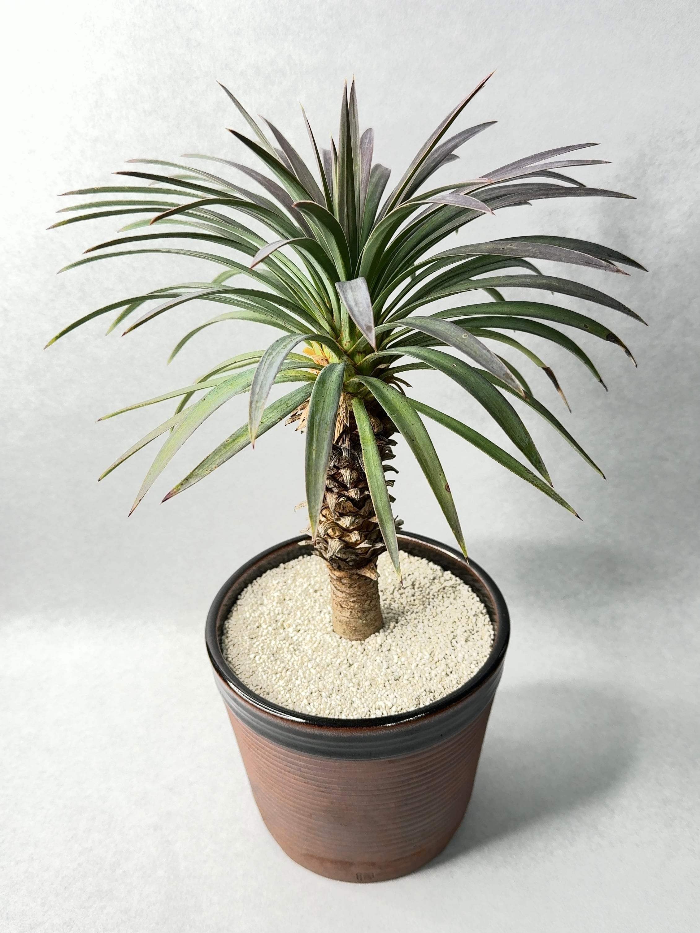 フェロカクタス・巨鷲玉 | trigger