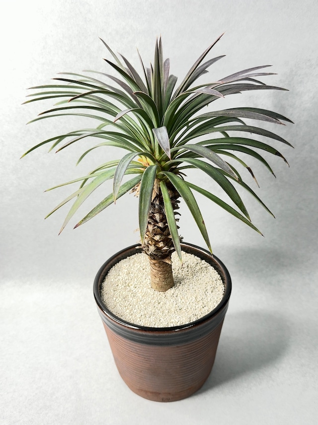 ５.ユッカ・ディスメティアーナ