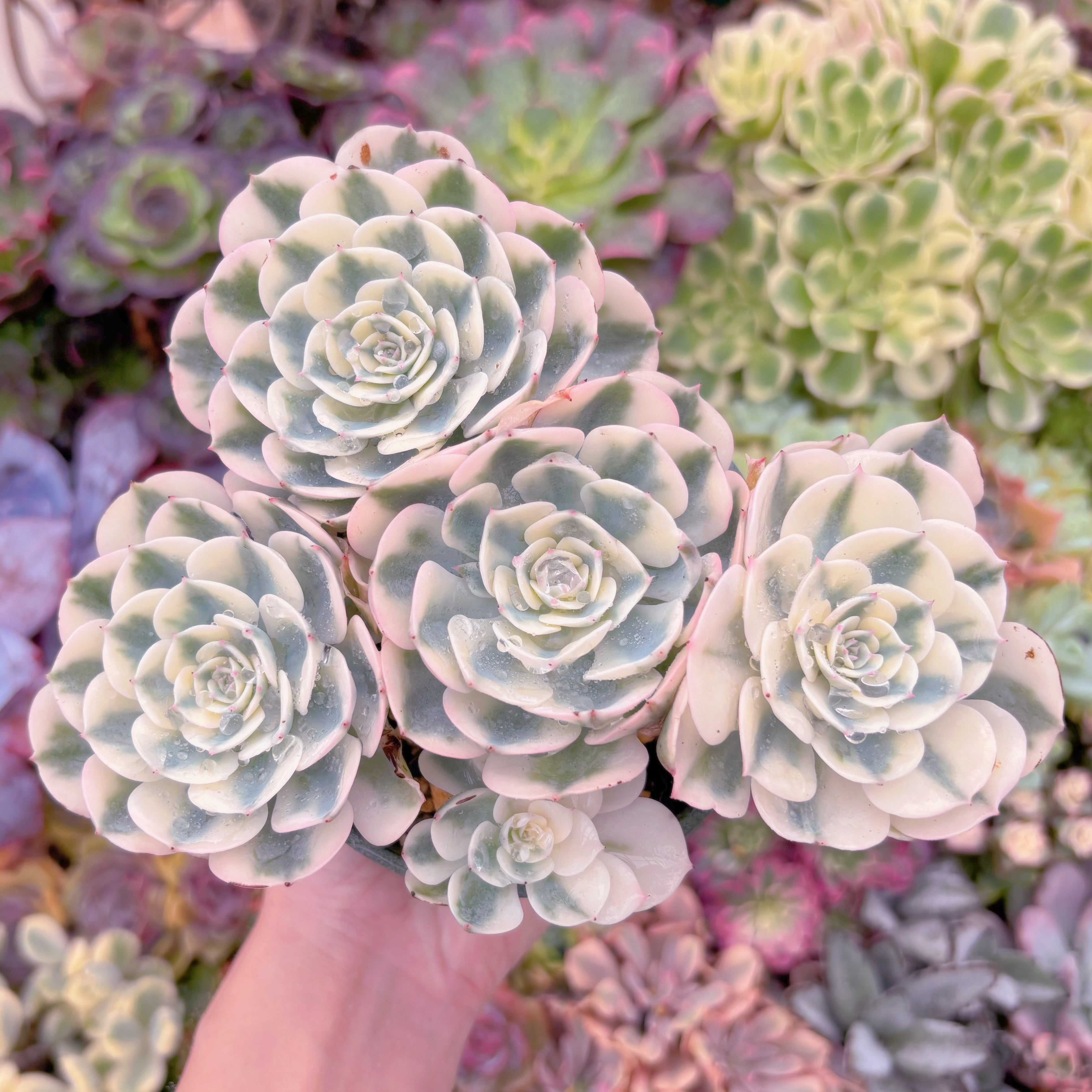 現品　ルノーディーン錦 #005　大群生　新入荷　るる農園