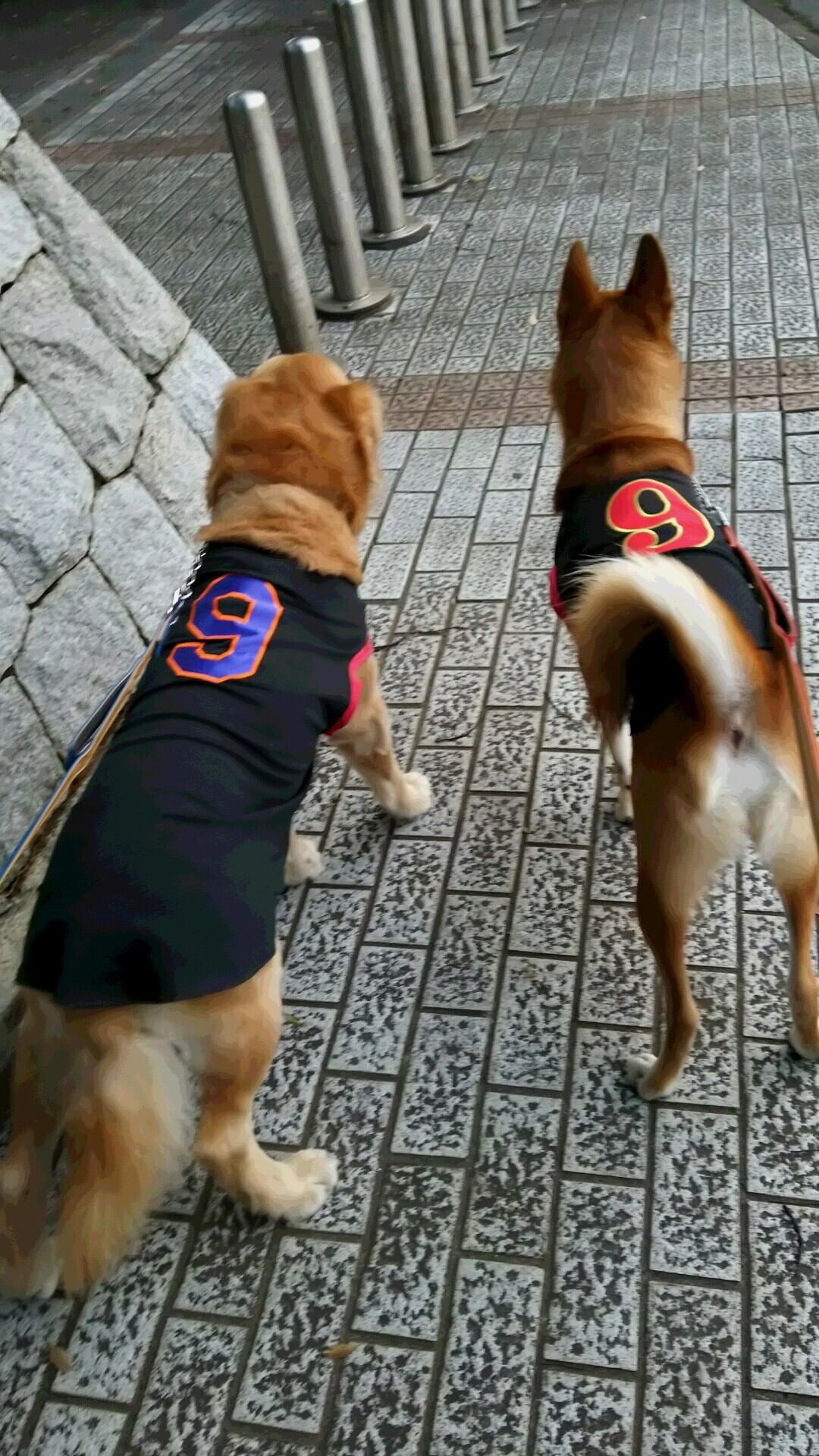 リメイク犬服tシャツ Lサイズ ハンドメイドショップ けだま