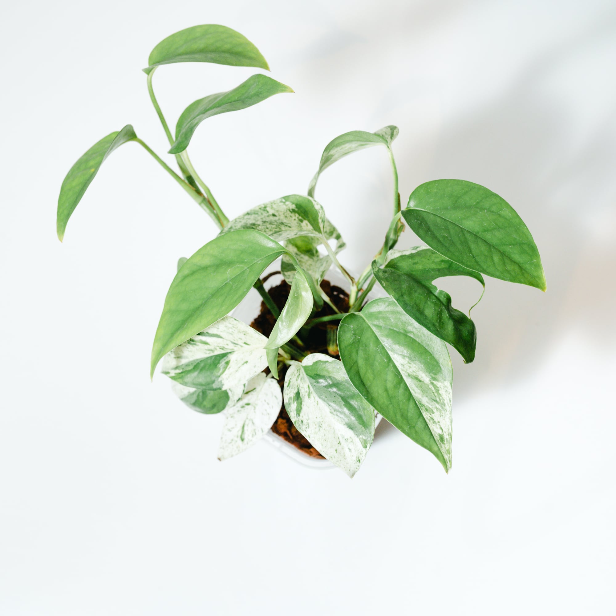 フィロデンドロン・バールマルクス斑入り（Philodendron Burle Marx