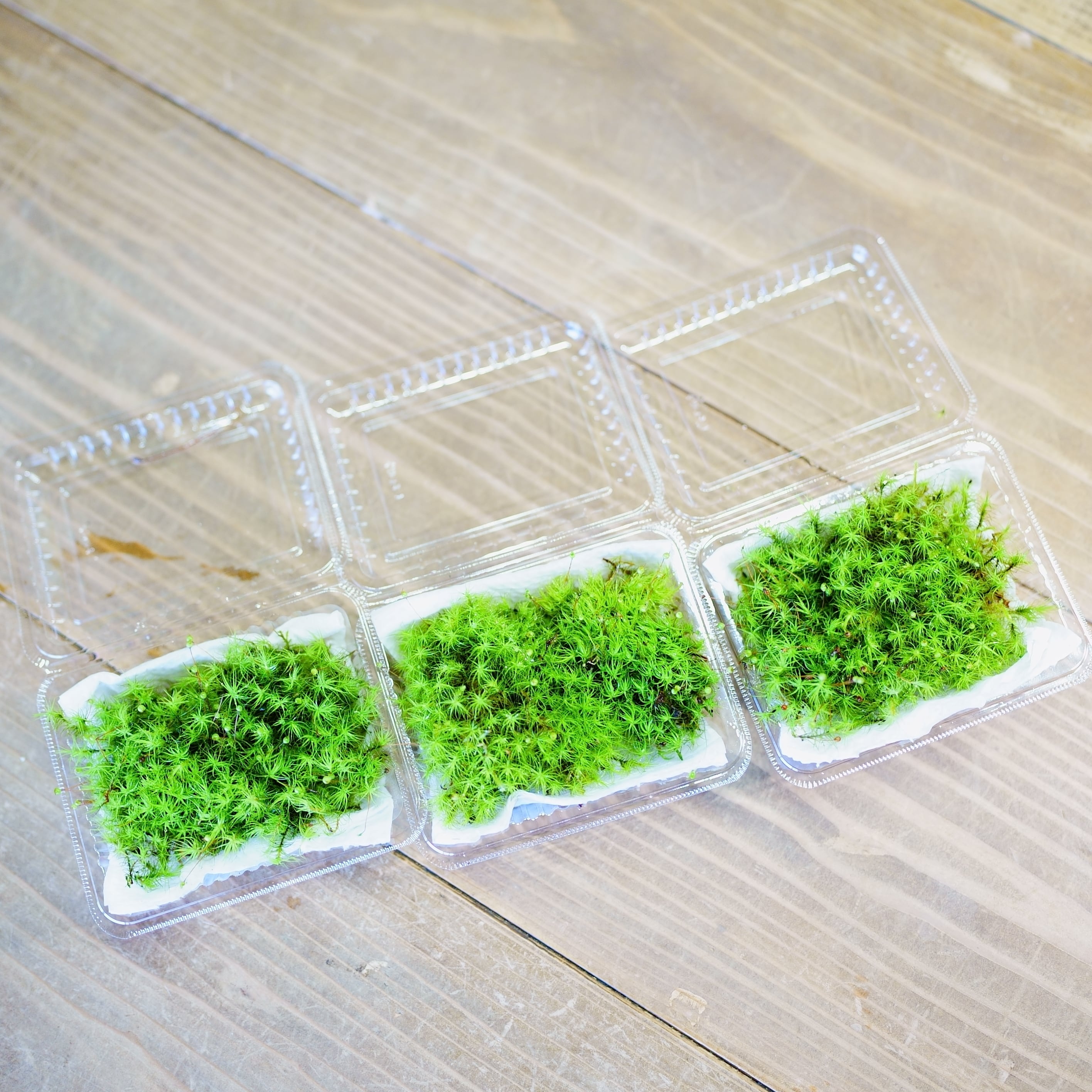 SALE品 | 栽培苔と苔テラリウム用品の西予苔園（せいよこけえん