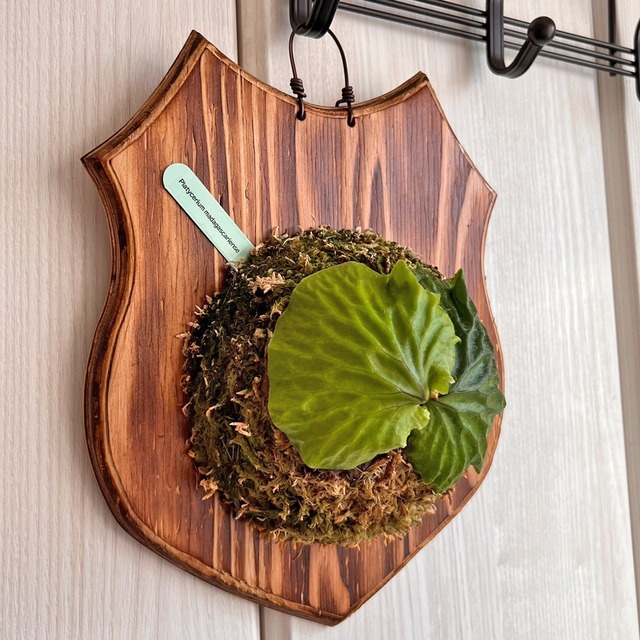 ビカクシダ マダガスカリエンセ 板付 【観葉植物 室内 コウモリラン】