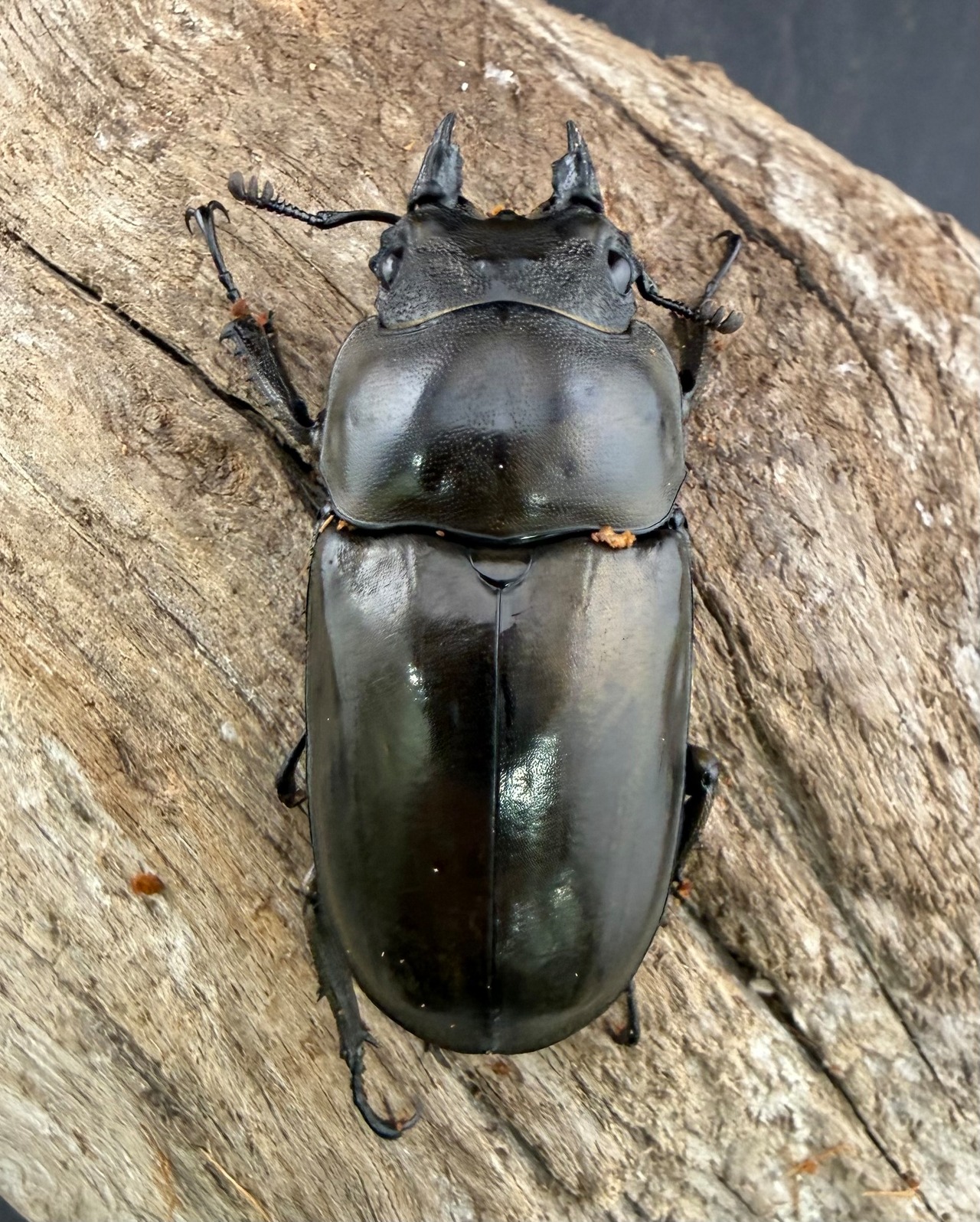 【F0】《ローゼンベルグオウゴンオニクワガタ 65.5mm ペア》