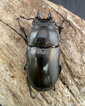 【F0】《ローゼンベルグオウゴンオニクワガタ 65.5mm ペア》