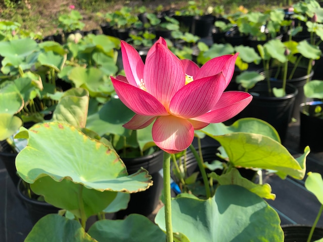 蜀紅蓮・苗(肥料付き)