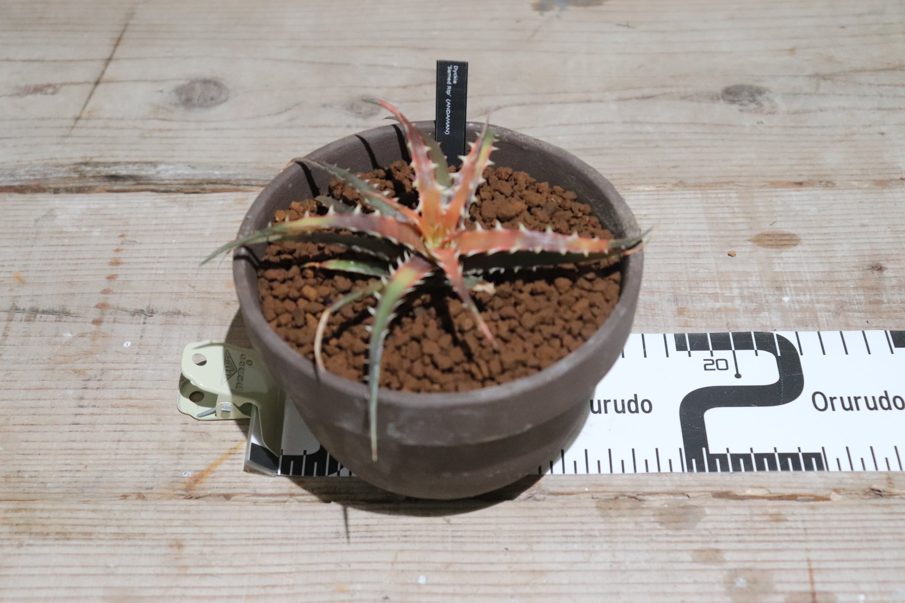 送料無料】 'Samed rtp' (andaman)〔ディッキア〕現品発送D0125