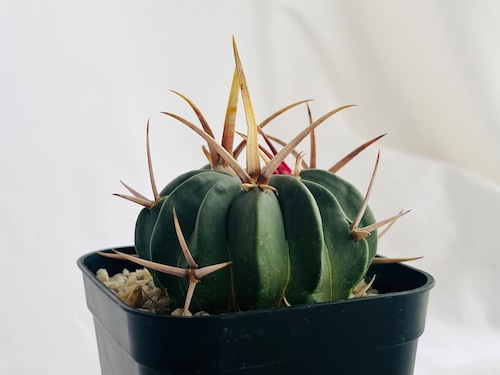 Echinofossulocactus coptonogonus　エキノフォスロカクタス　竜剣丸　サボテン