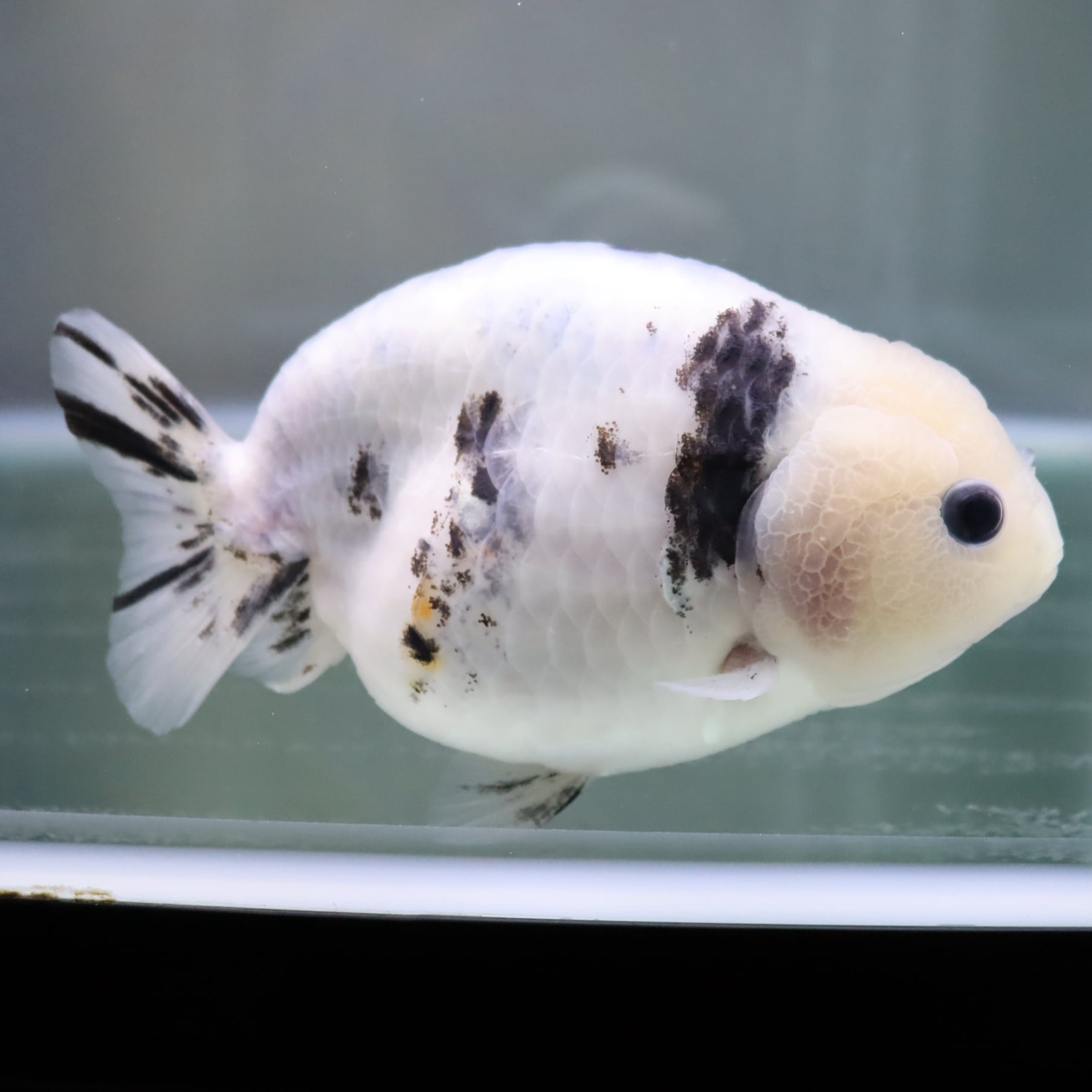 パンダ ランチュウ