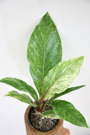 【M】アンスリウム ジャングルキング バリエガータ/Anthurium