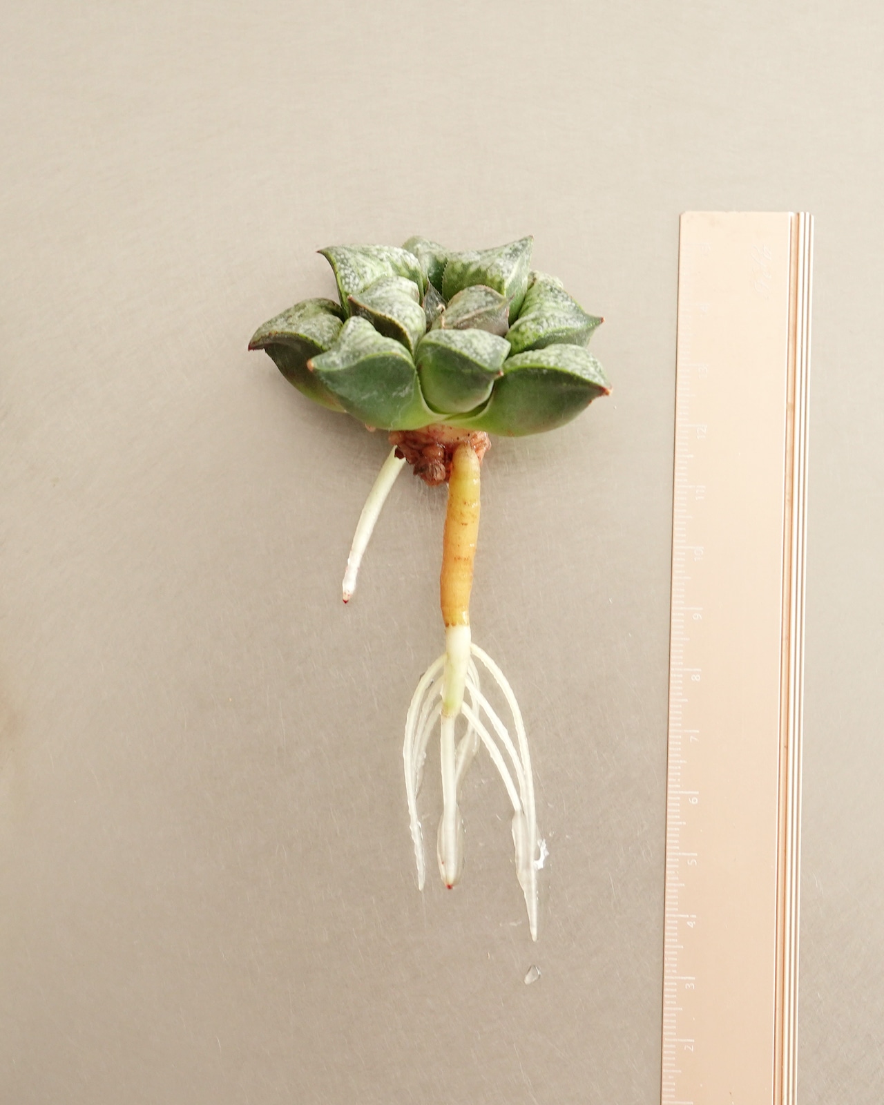 水耕超発根苗 ハオルチア 花葵 Haworthia 'Hana Aoi'