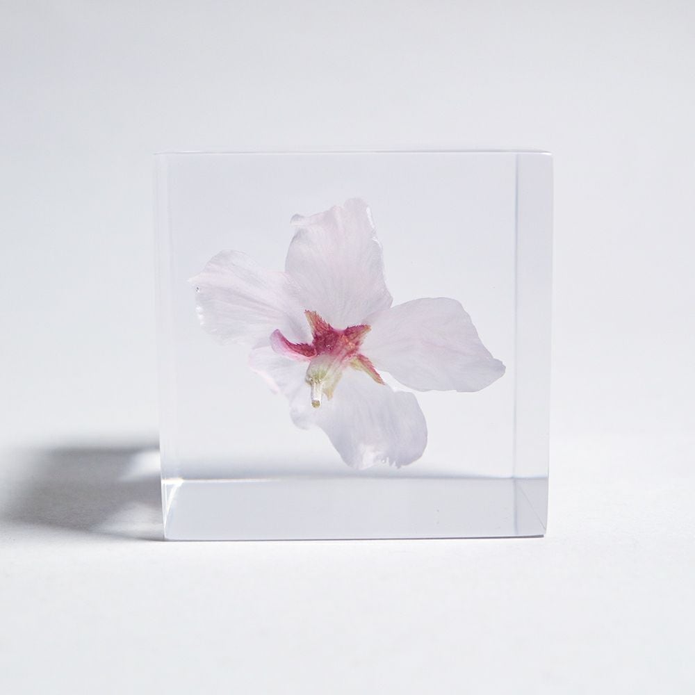 Sola cube ソメイヨシノ | docketstore