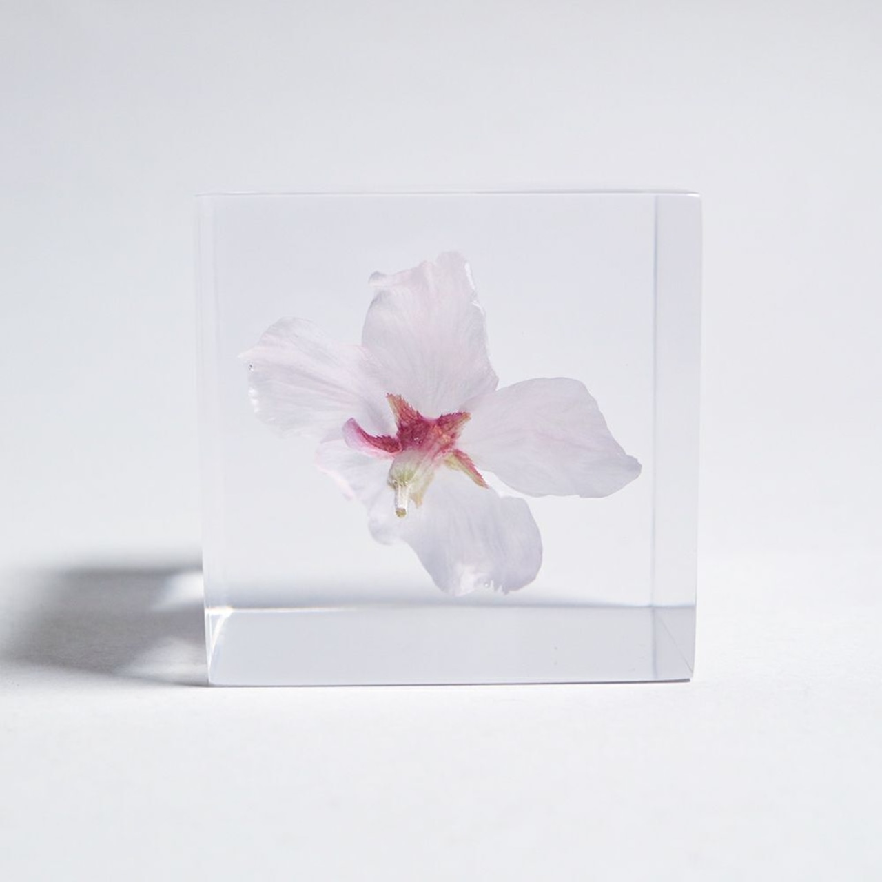 Sola cube ソメイヨシノ