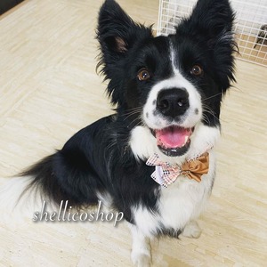 【order専用ページ】