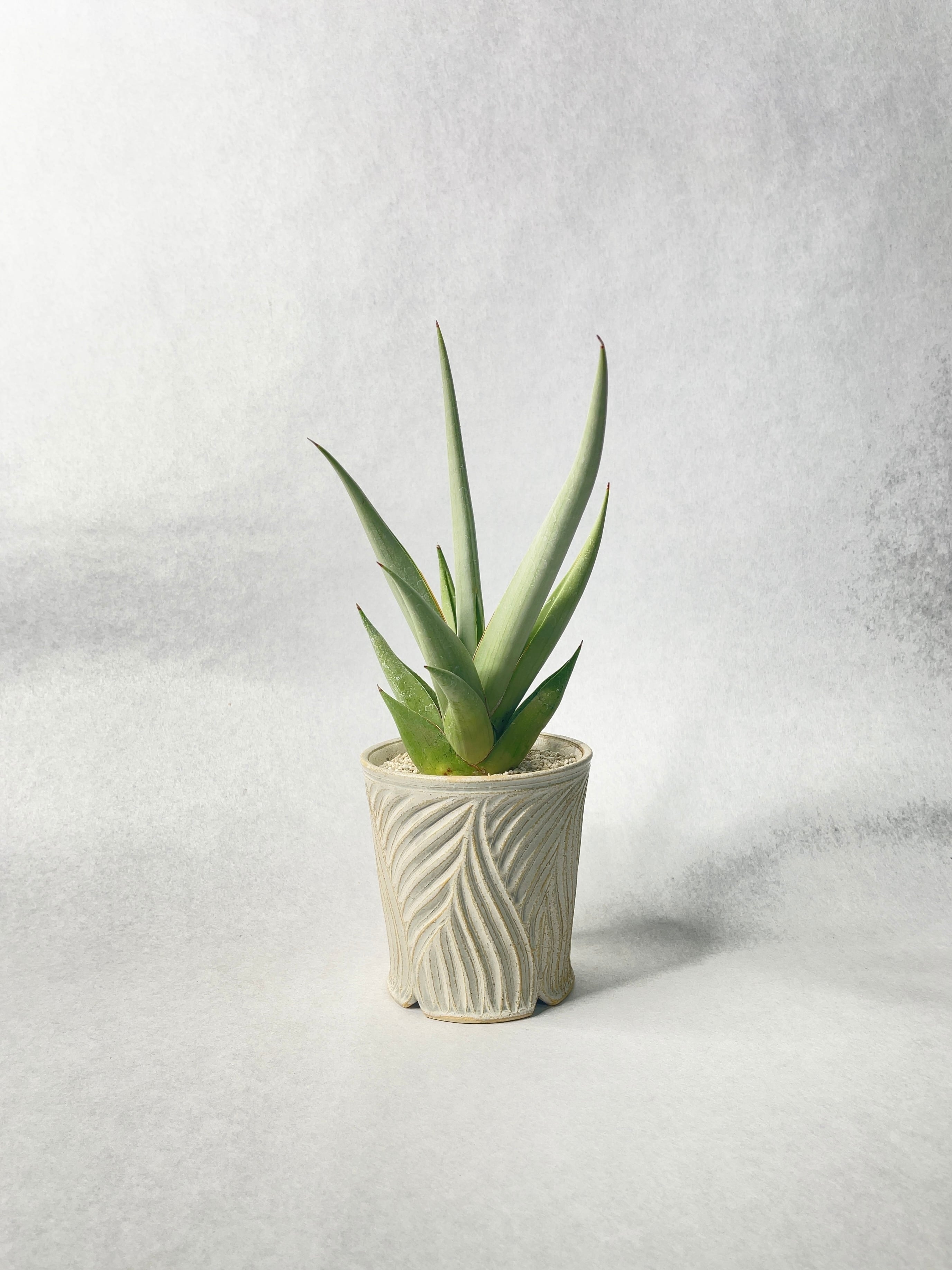 サンセベリア・チャニン | trigger