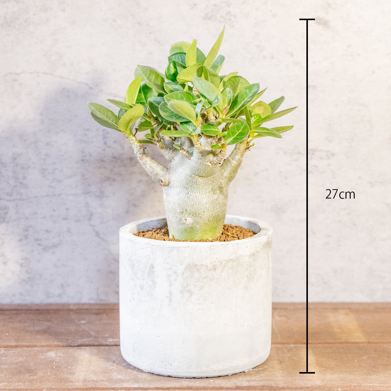 【愛らしい塊根植物】アデニウム・ドワーフタイプ。丸みを帯びたぽってりボディ。樹形にこだわった一株ごとの厳選仕入れ。手づくりモルタル鉢/虫発生抑制/育て方がわかる管理シート付き(全国一律送料850円)