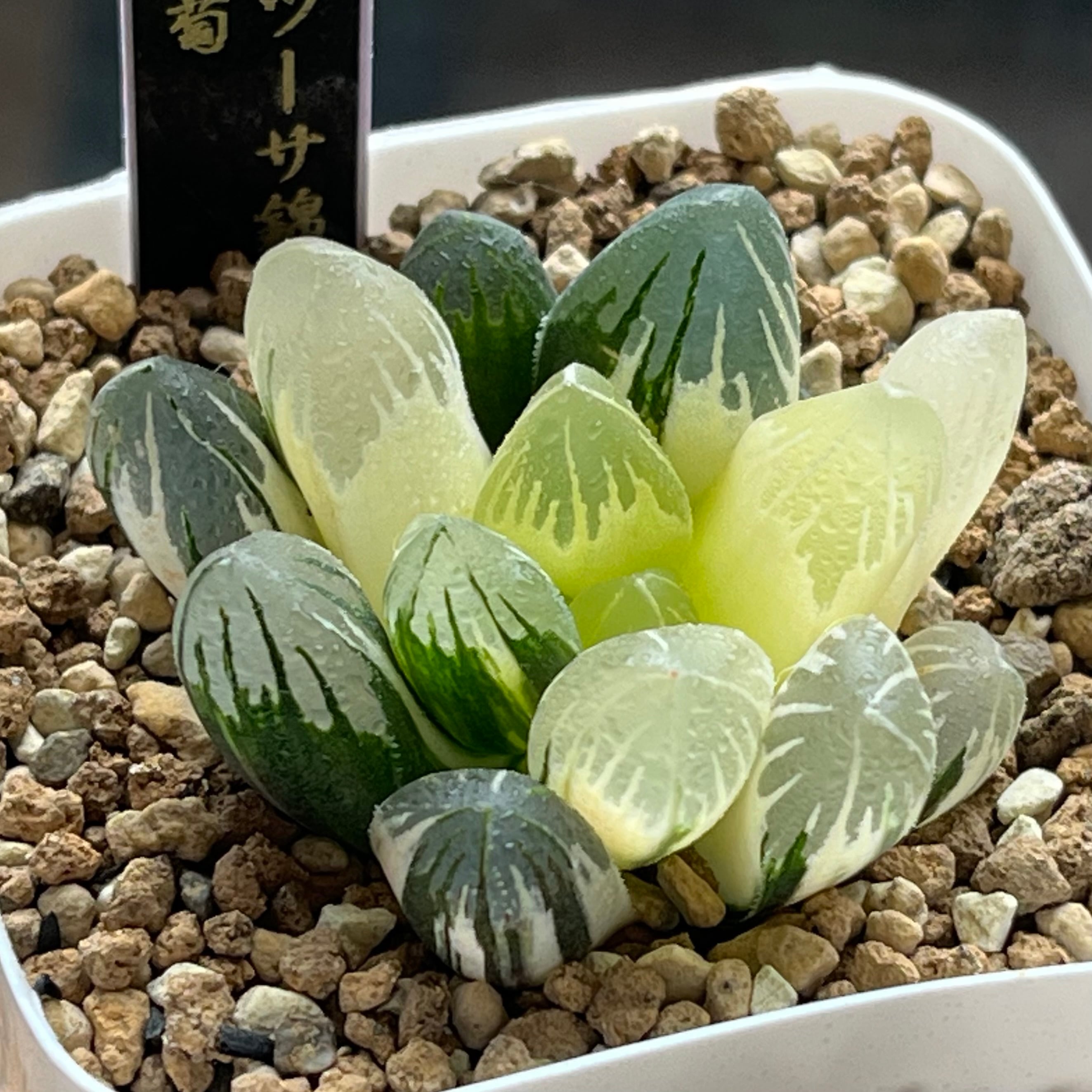 錦 | mocono_plants