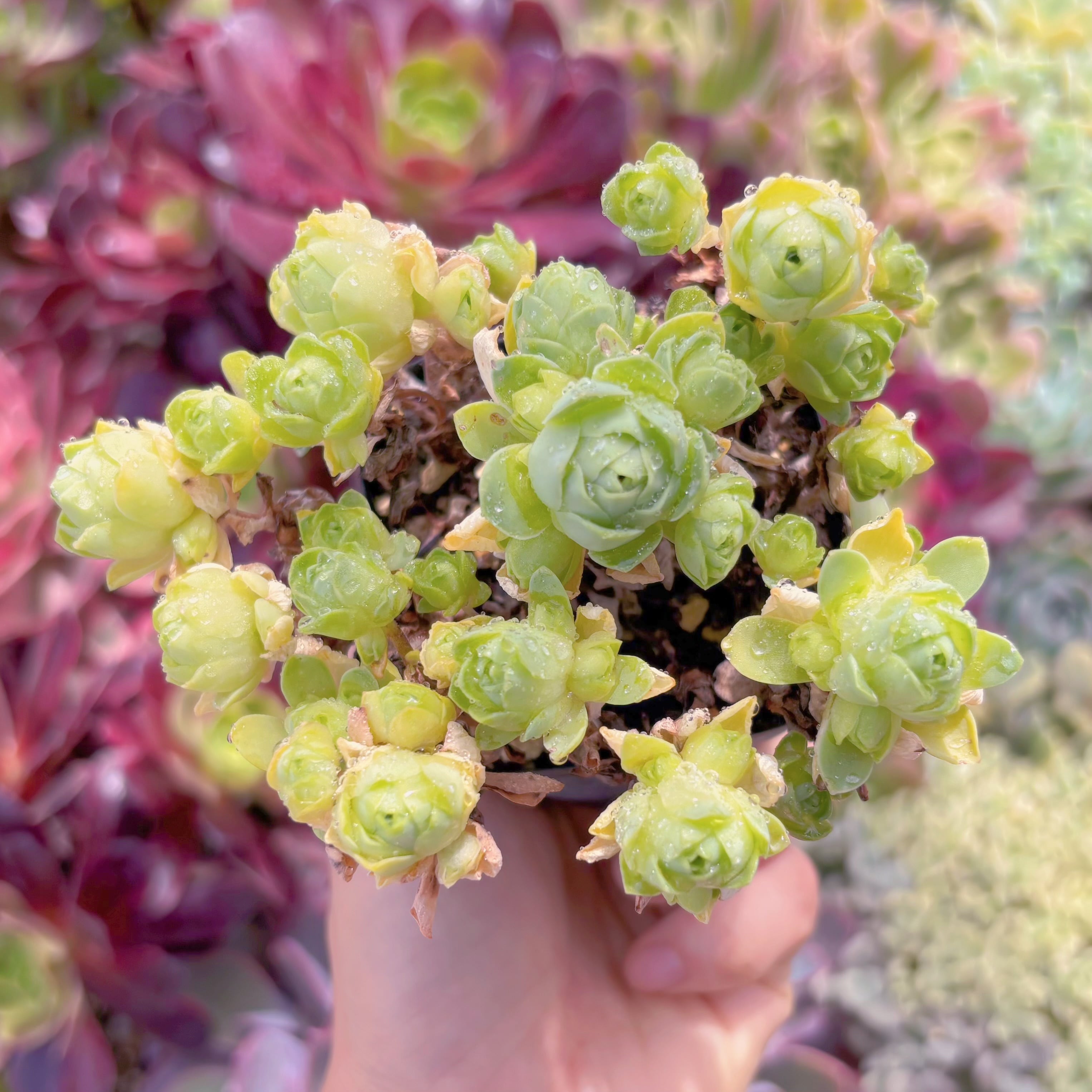 現品　ドドランタリス#F058　るる農園