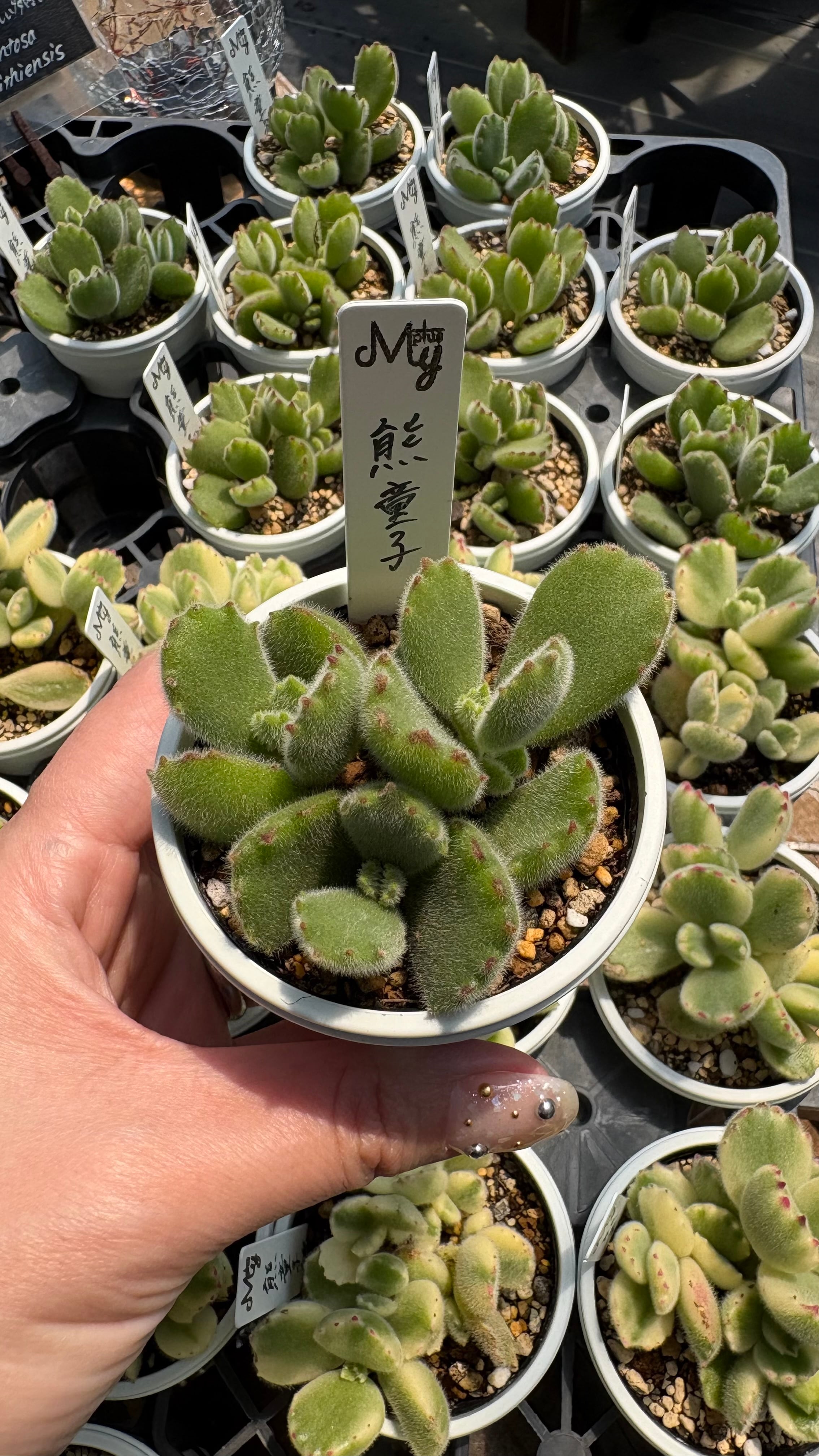 松姫 多肉植物 セダム 安心の生産ポットそのまま販売（8個選んで