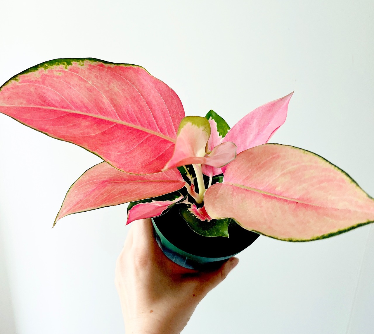 アグラオネマ チャイナレッド 4号鉢 観葉植物