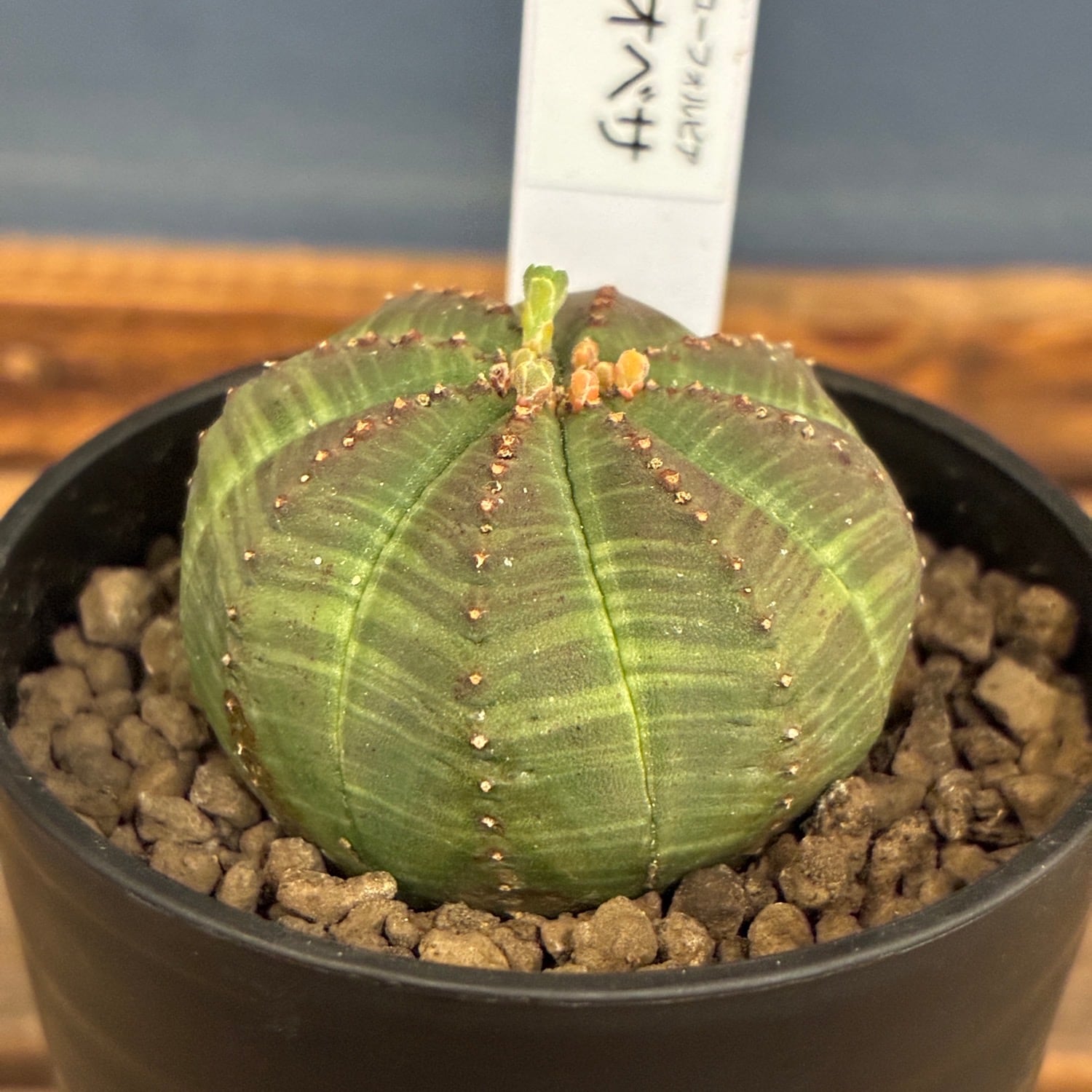 多肉植物 | PROTOLEAF プロトリーフ